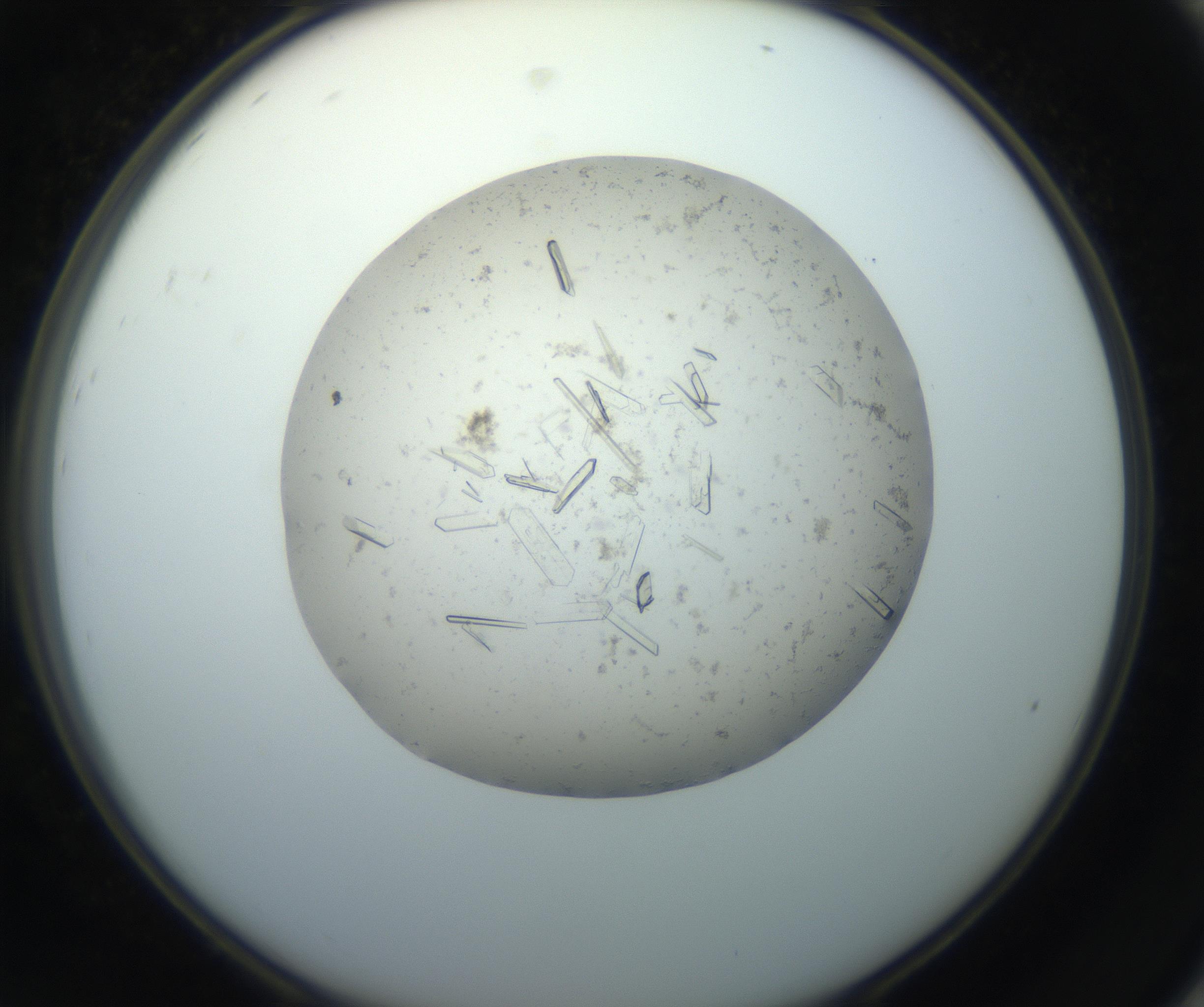 RI01_03_000_0212_Proj1_Clon1_MC_0000MC102750_002_160924_08_08_02_00_99_002_001_RAI.jpg