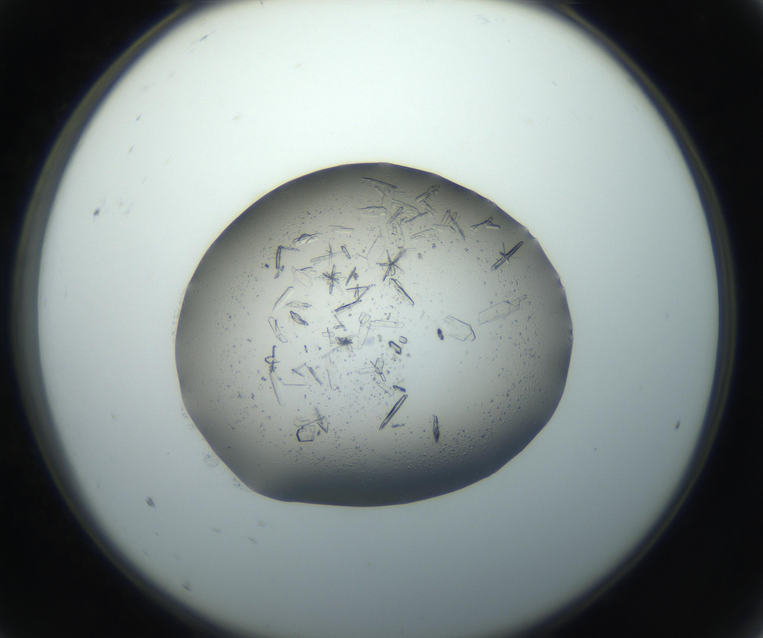 RI01_03_000_0212_Proj1_Clon1_MC_0000MC102750_002_160924_09_01_02_00_99_002_001_RAI.jpg