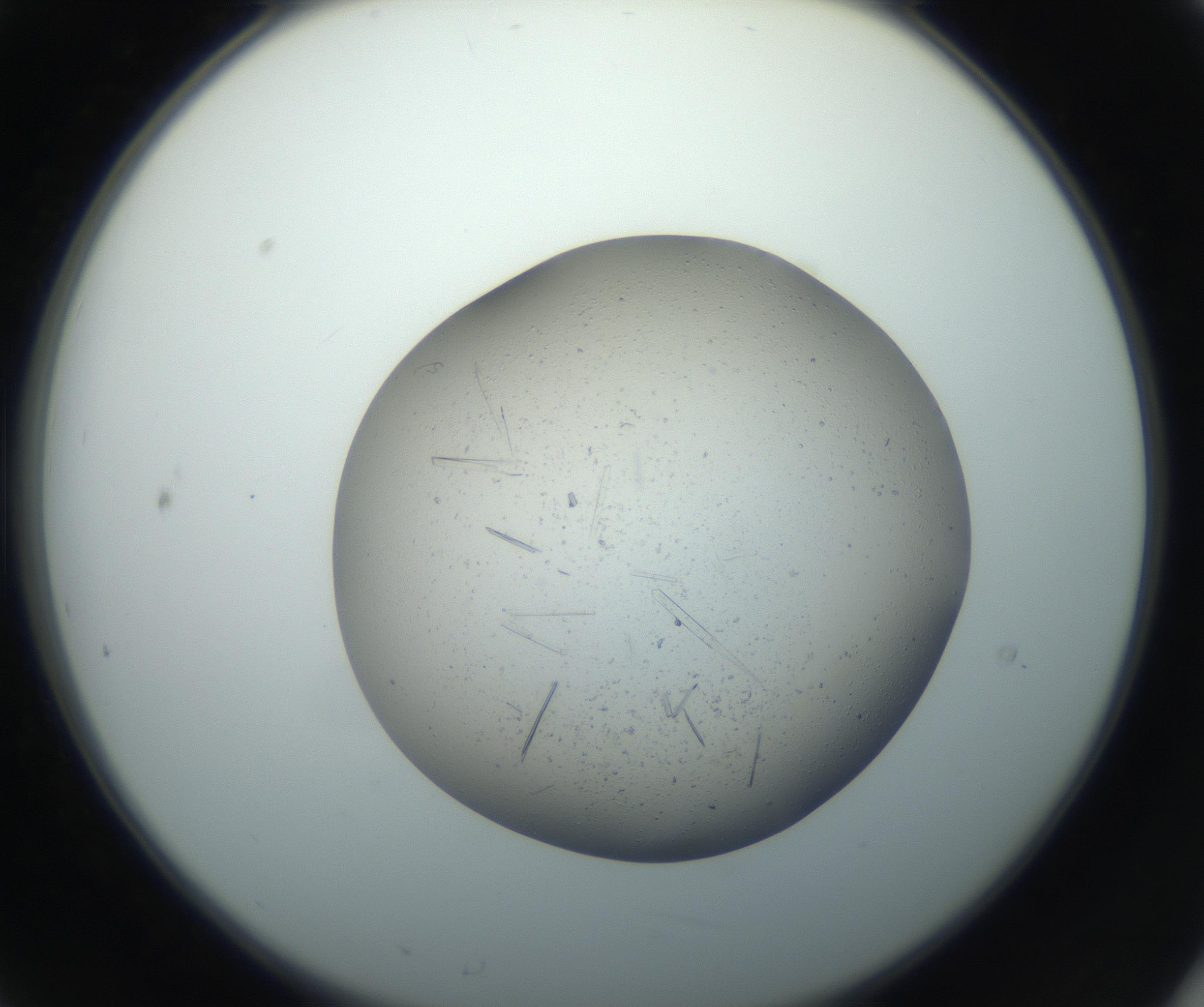 RI01_03_000_0212_Proj1_Clon1_MC_0000MC102750_002_160924_09_02_02_00_99_002_001_RAI.jpg