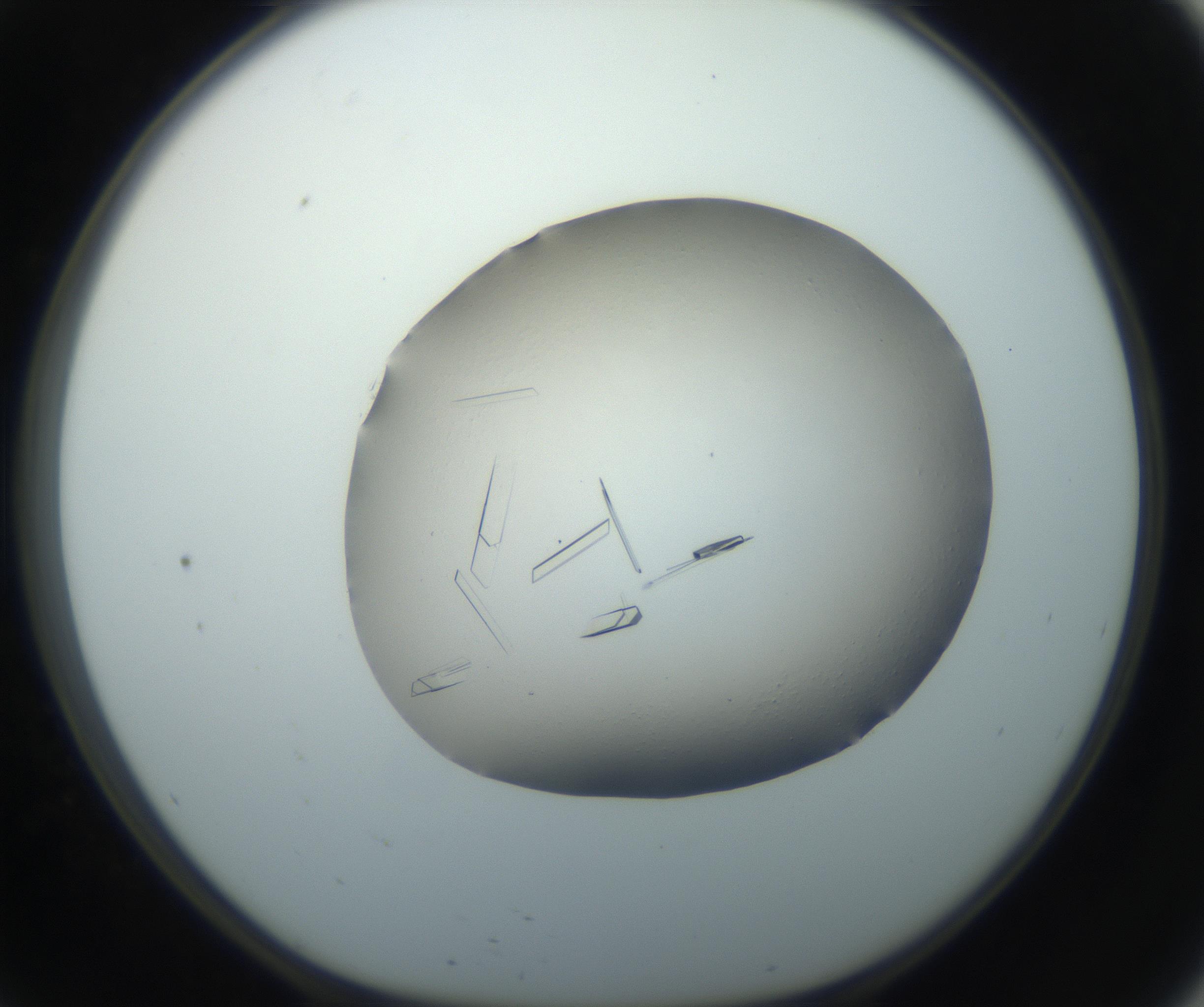 RI01_03_000_0212_Proj1_Clon1_MC_0000MC102750_002_160924_09_05_01_00_99_002_001_RAI.jpg