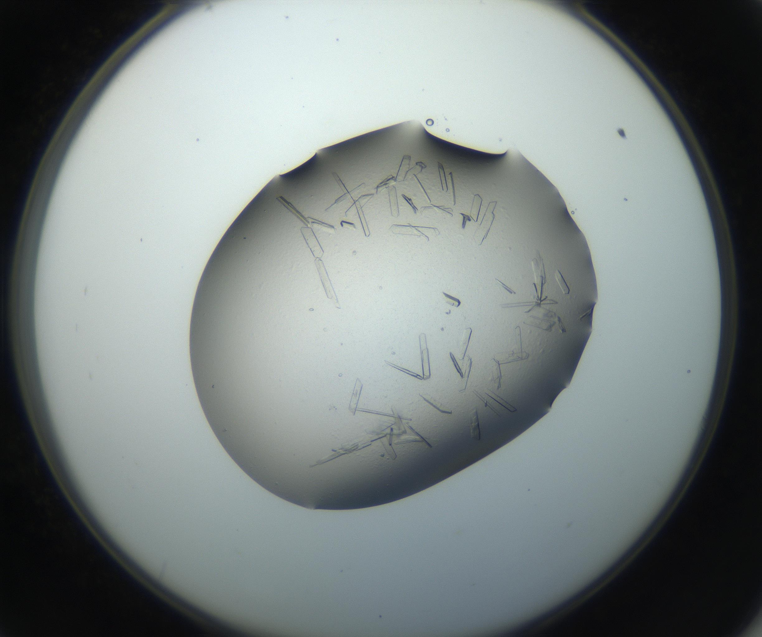 RI01_03_000_0212_Proj1_Clon1_MC_0000MC102750_002_160924_09_05_02_00_99_002_001_RAI.jpg