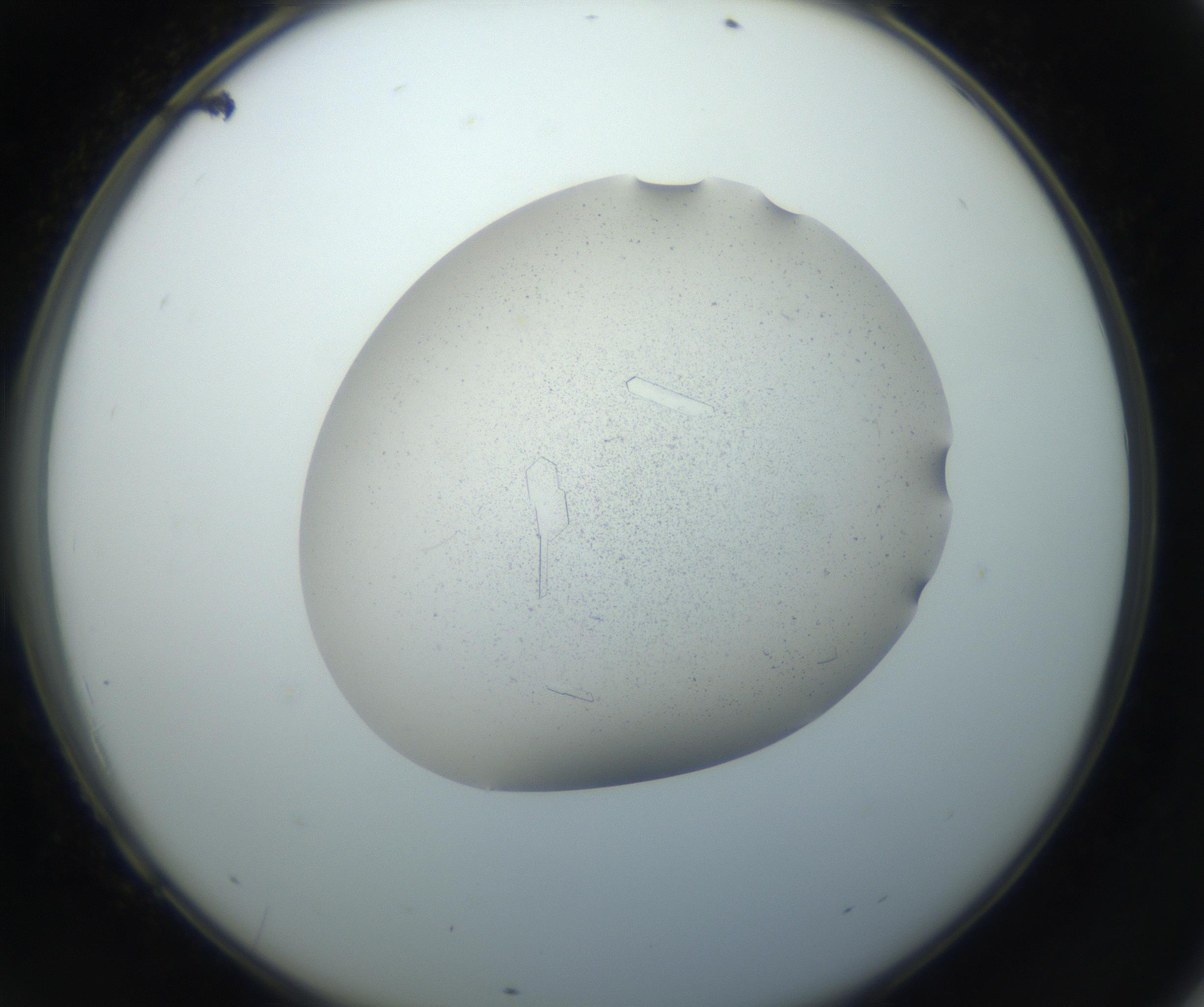 RI01_03_000_0212_Proj1_Clon1_MC_0000MC102750_002_160924_09_06_02_00_99_002_001_RAI.jpg