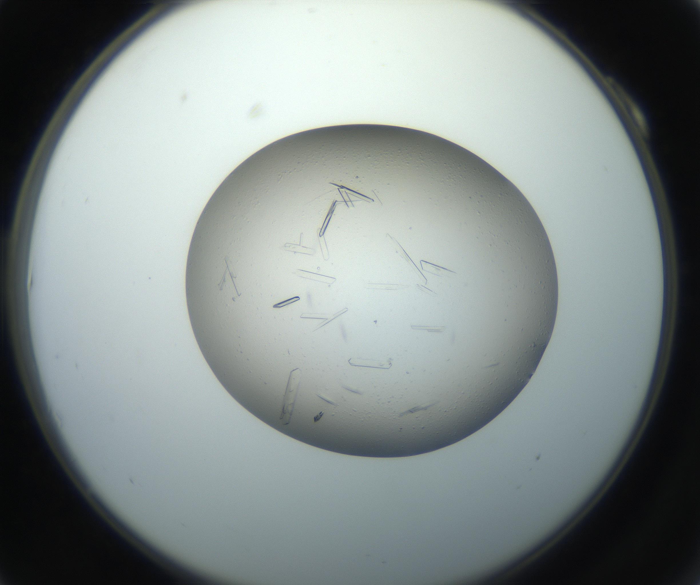 RI01_03_000_0212_Proj1_Clon1_MC_0000MC102750_002_160924_10_01_02_00_99_002_001_RAI.jpg