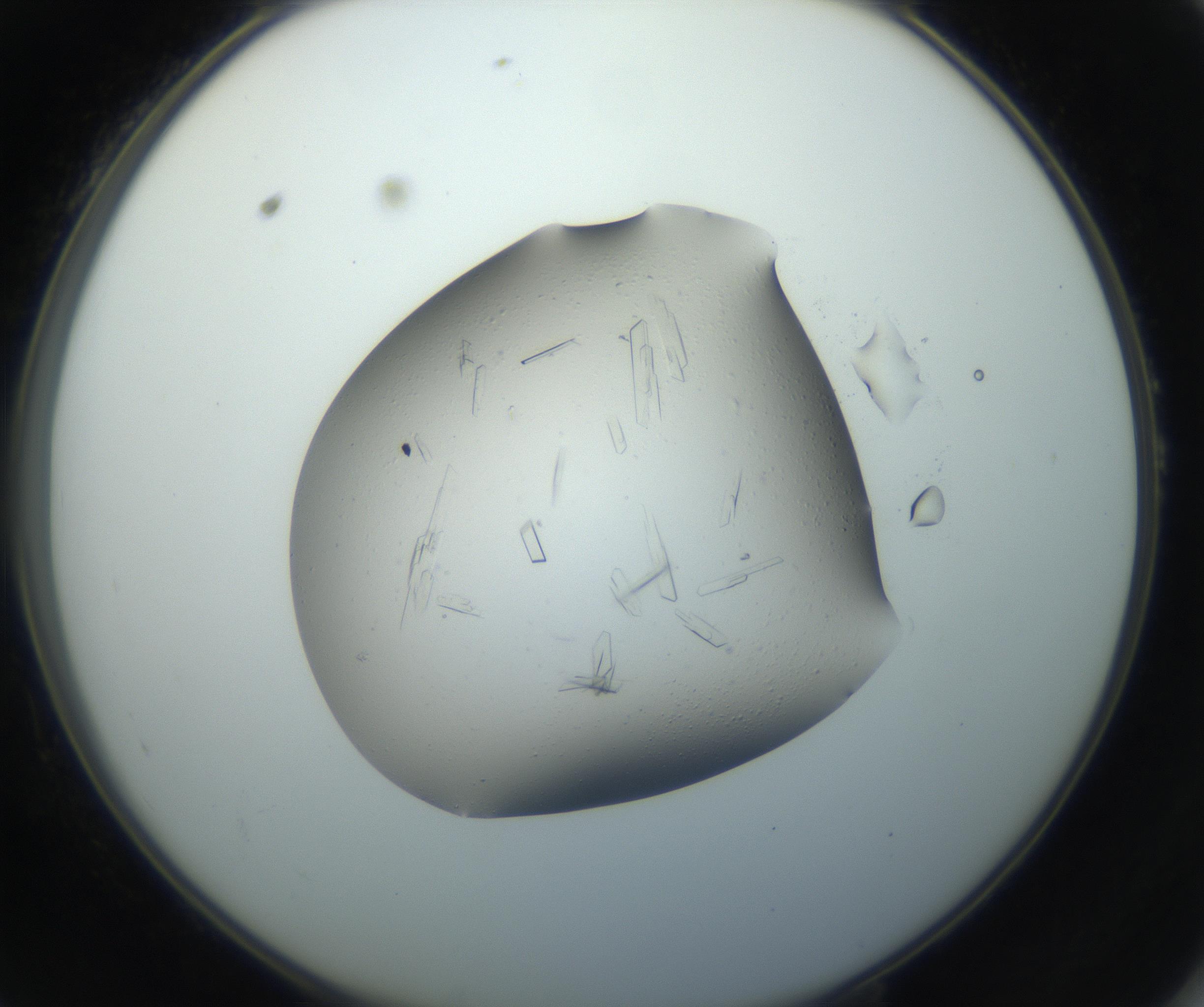 RI01_03_000_0212_Proj1_Clon1_MC_0000MC102750_002_160924_10_05_02_00_99_002_001_RAI.jpg