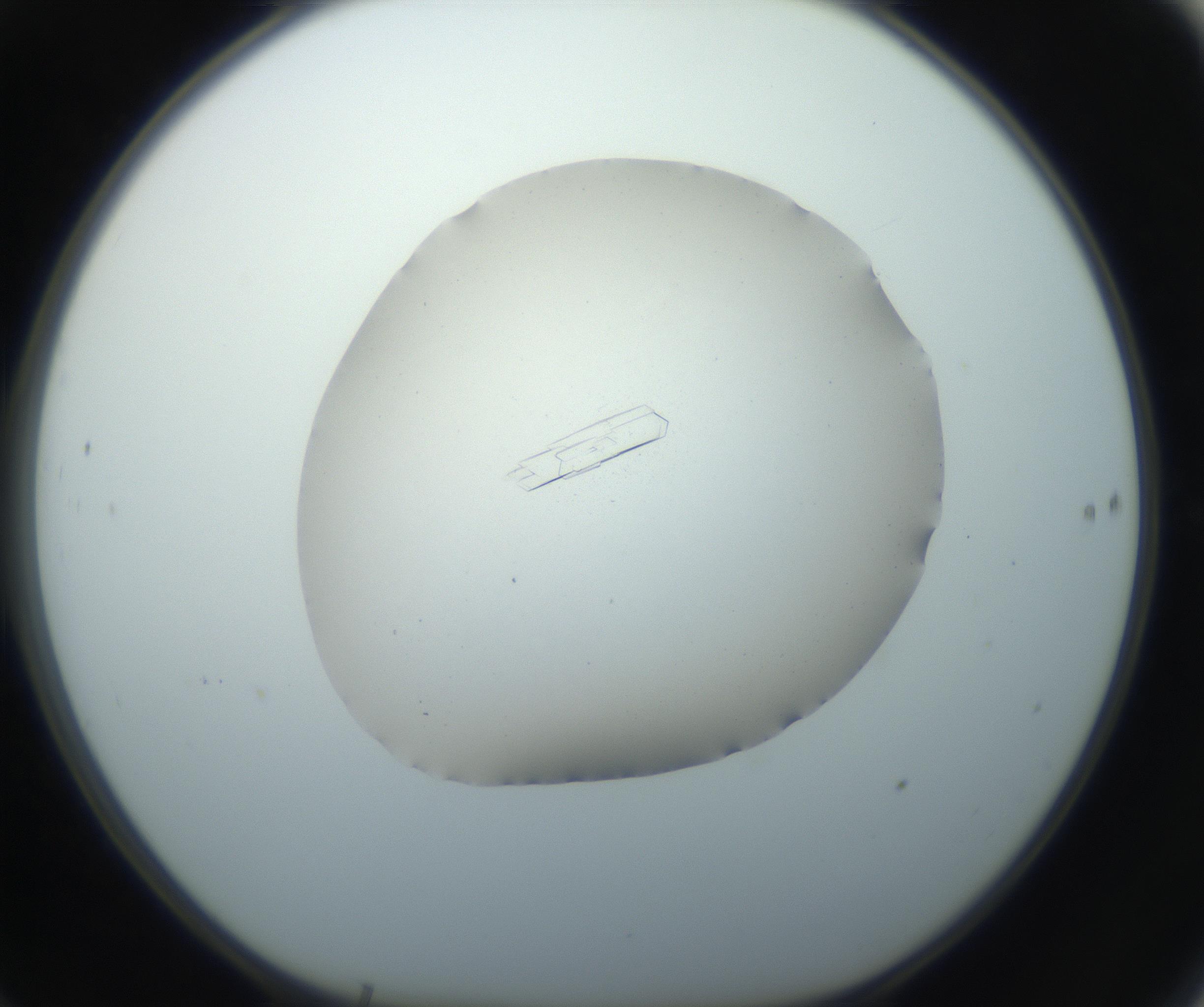 RI01_03_000_0212_Proj1_Clon1_MC_0000MC102750_002_160924_10_06_01_00_99_002_001_RAI.jpg