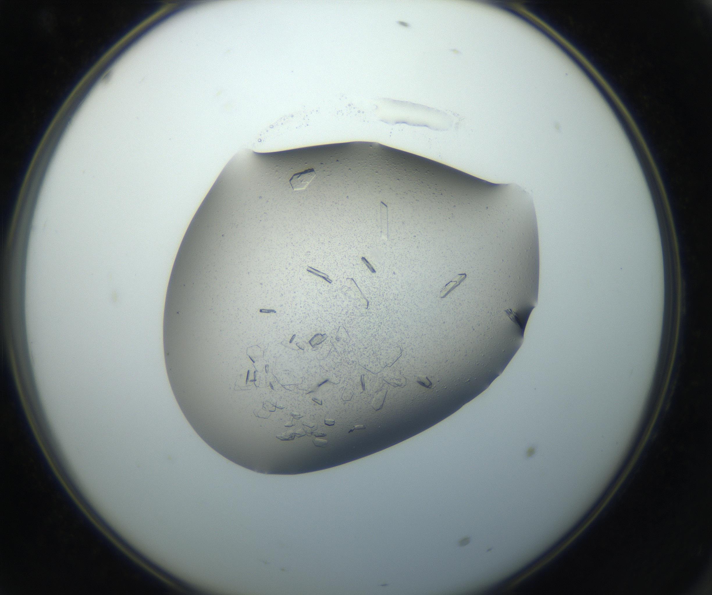 RI01_03_000_0212_Proj1_Clon1_MC_0000MC102750_002_160924_10_06_02_00_99_002_001_RAI.jpg