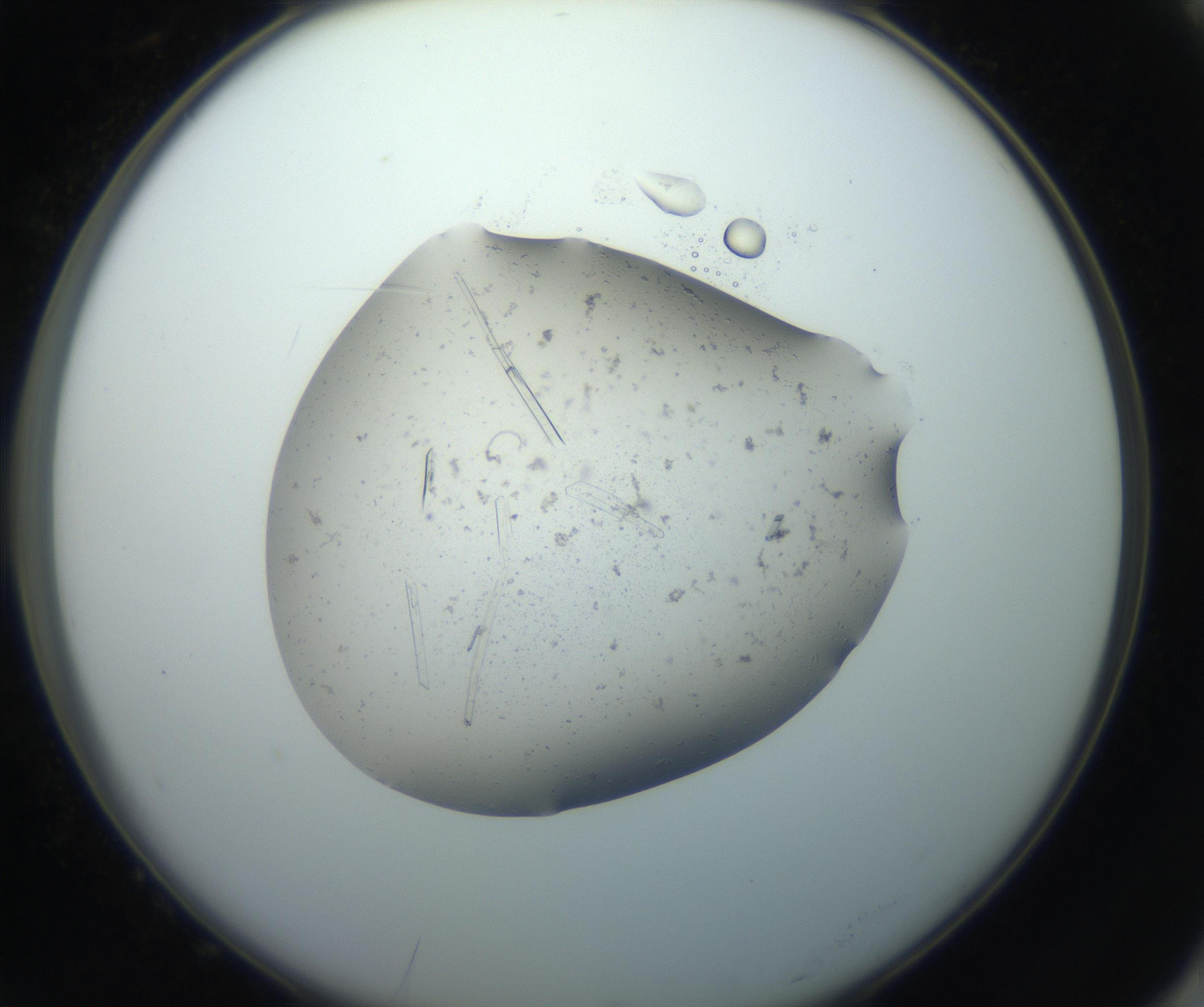 RI01_03_000_0212_Proj1_Clon1_MC_0000MC102750_002_160924_10_07_02_00_99_002_001_RAI.jpg