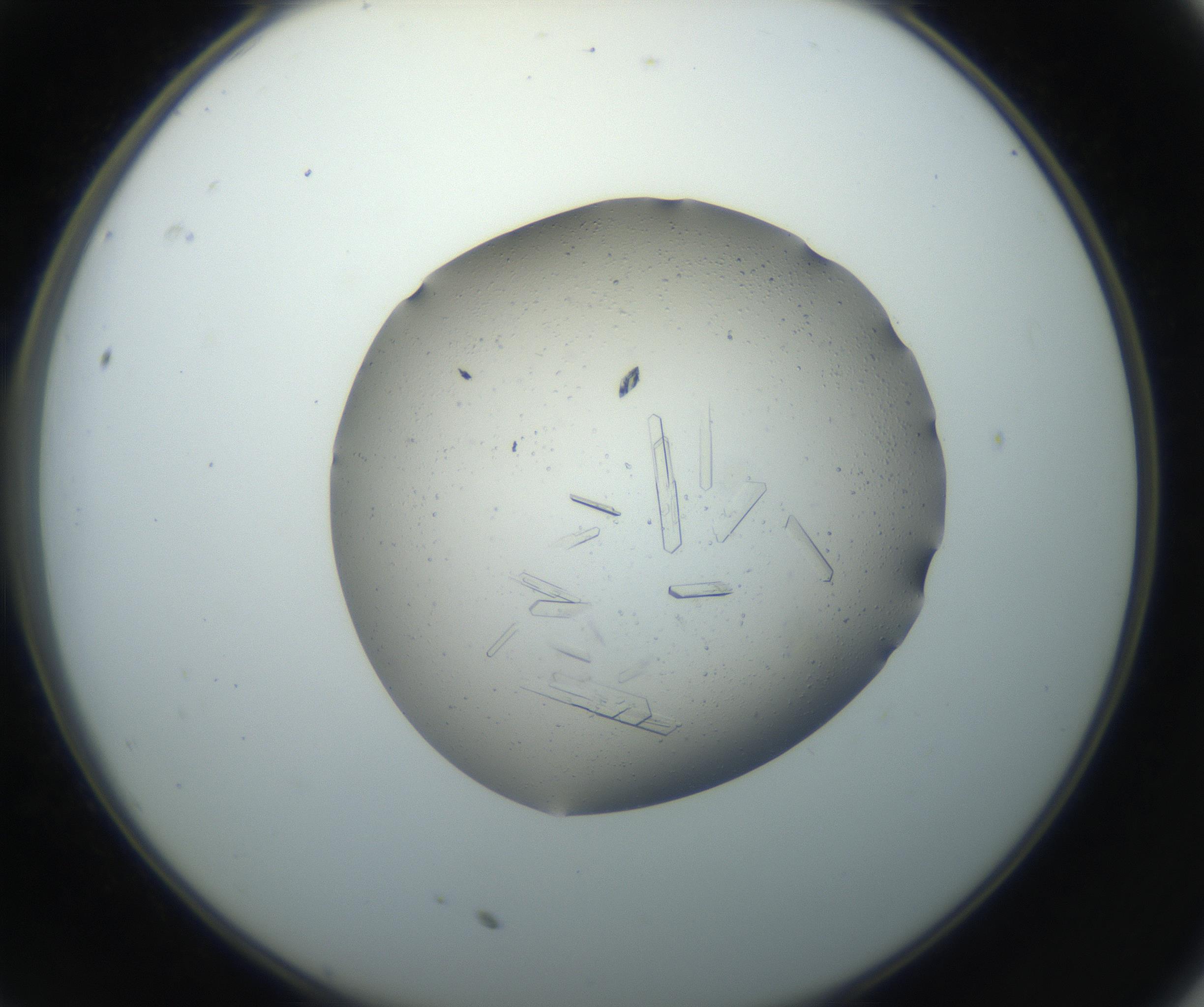 RI01_03_000_0212_Proj1_Clon1_MC_0000MC102750_002_160924_11_03_02_00_99_002_001_RAI.jpg