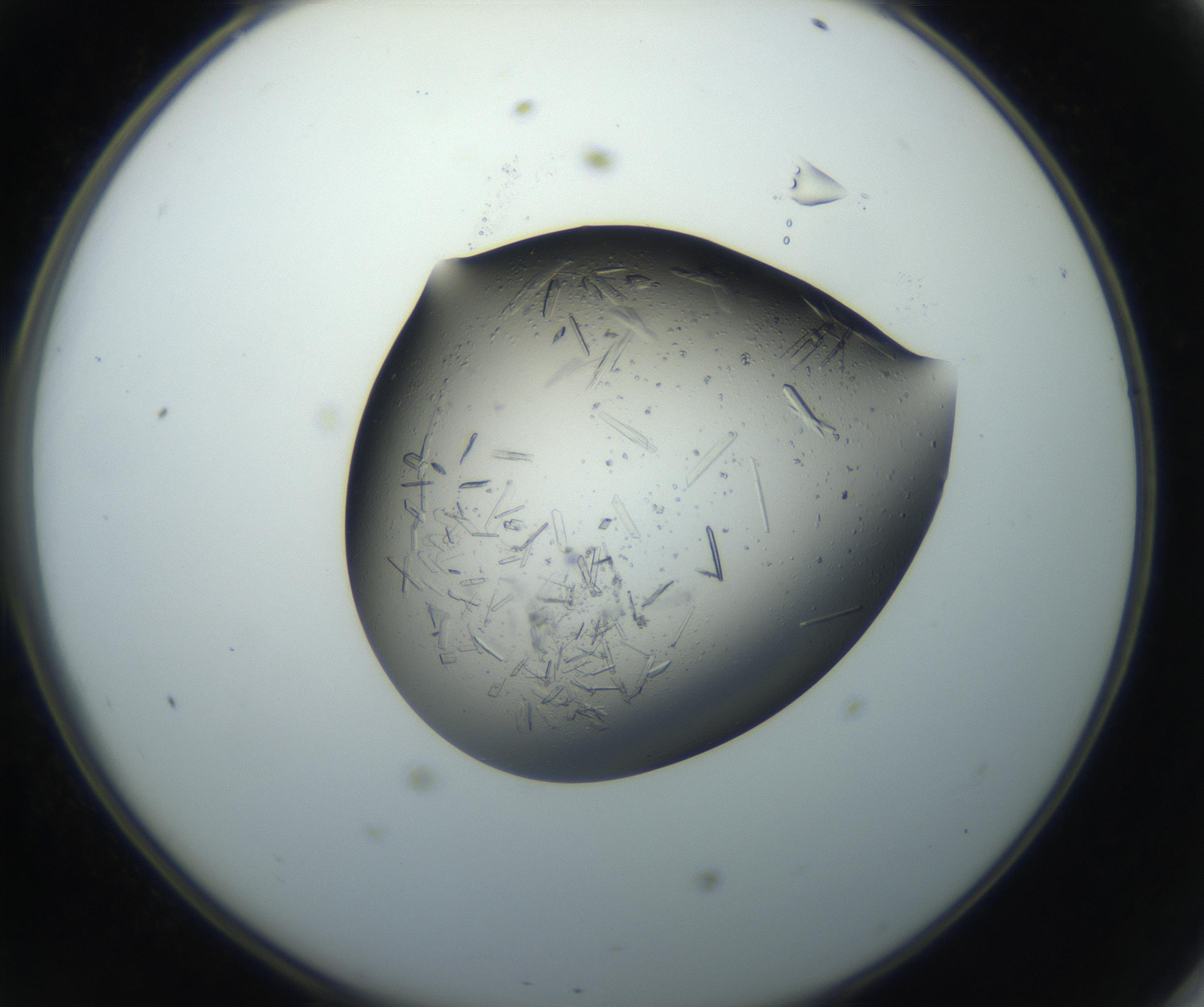 RI01_03_000_0212_Proj1_Clon1_MC_0000MC102750_002_160924_11_04_02_00_99_002_001_RAI.jpg