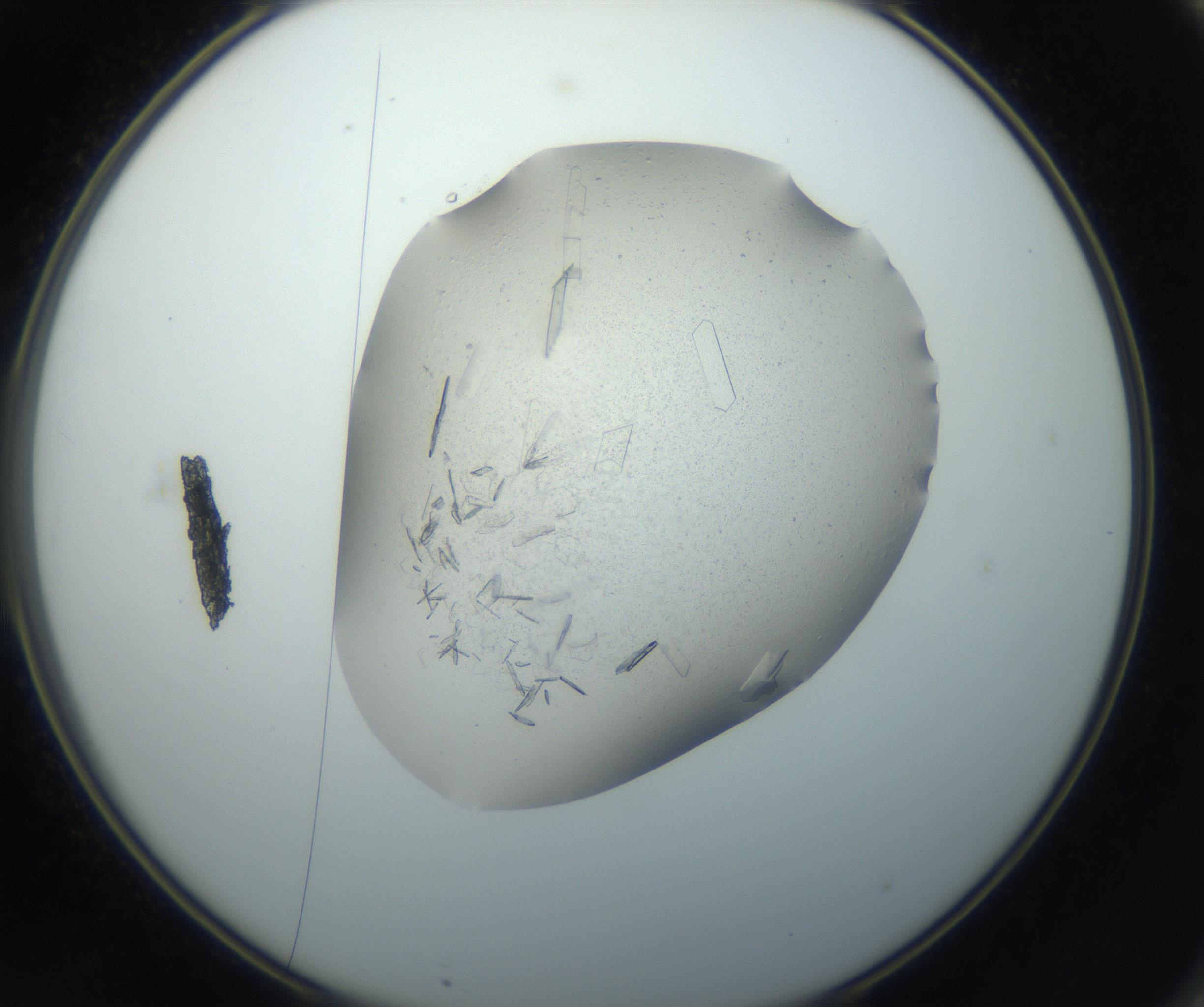 RI01_03_000_0212_Proj1_Clon1_MC_0000MC102750_002_160924_11_06_02_00_99_002_001_RAI.jpg