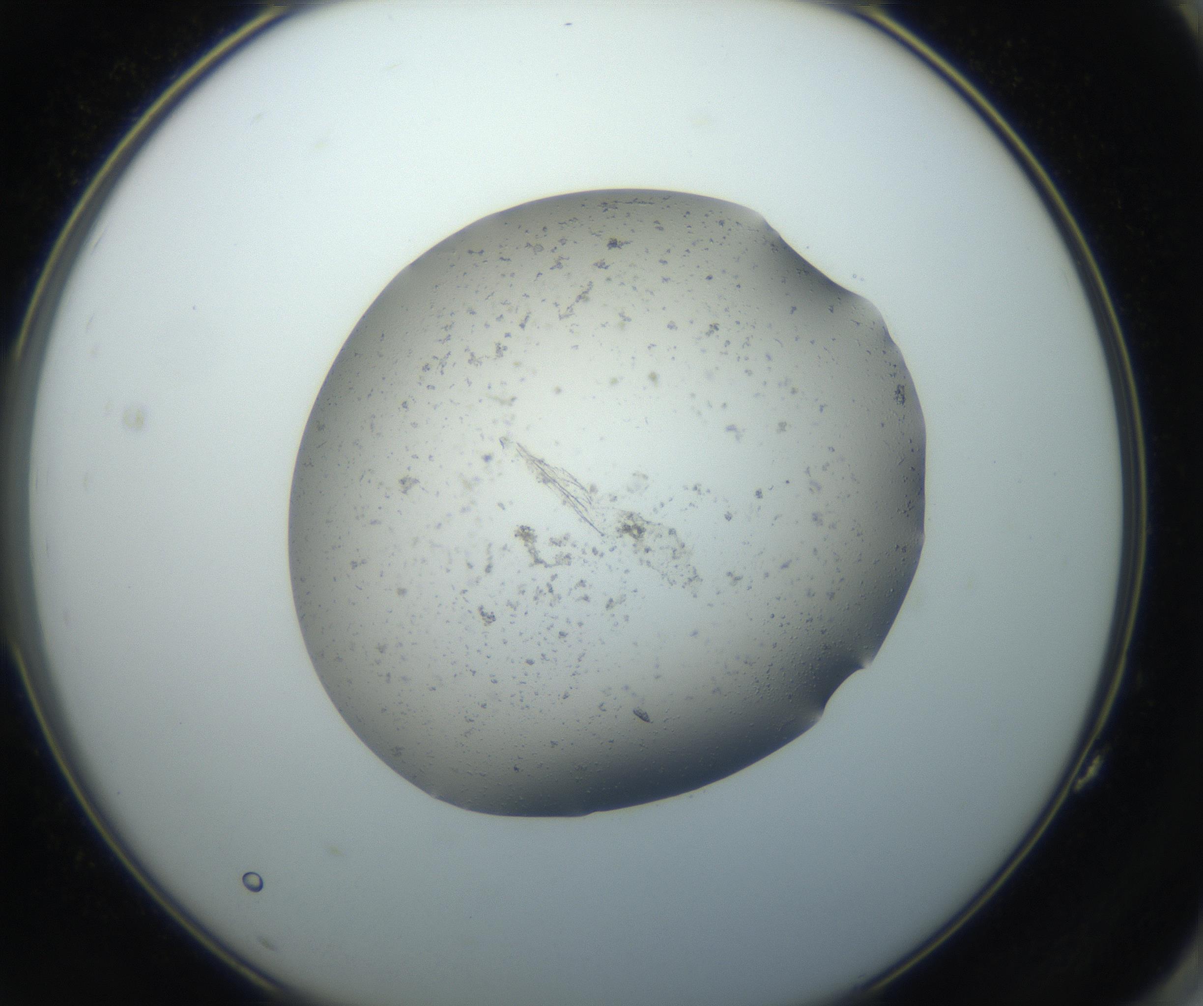 RI01_03_000_0212_Proj1_Clon1_MC_0000MC102750_002_160924_11_07_02_00_99_002_001_RAI.jpg