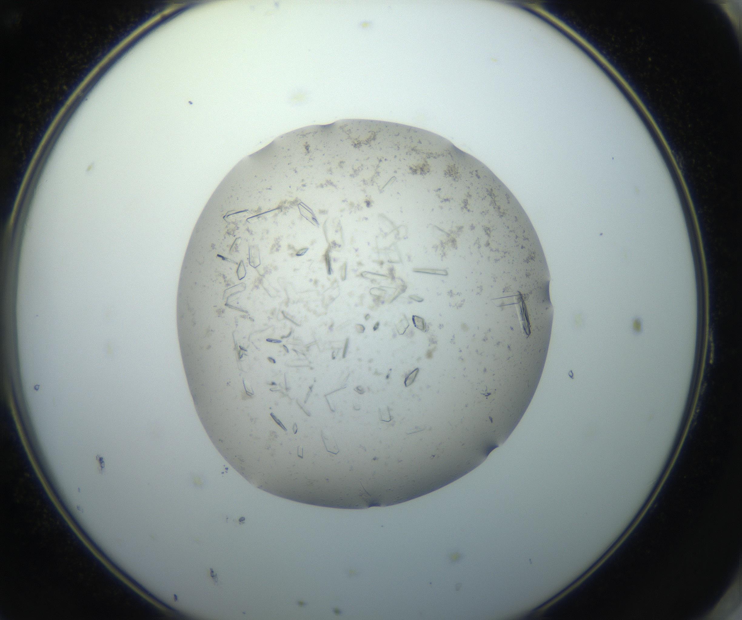 RI01_03_000_0212_Proj1_Clon1_MC_0000MC102750_002_160924_11_08_02_00_99_002_001_RAI.jpg