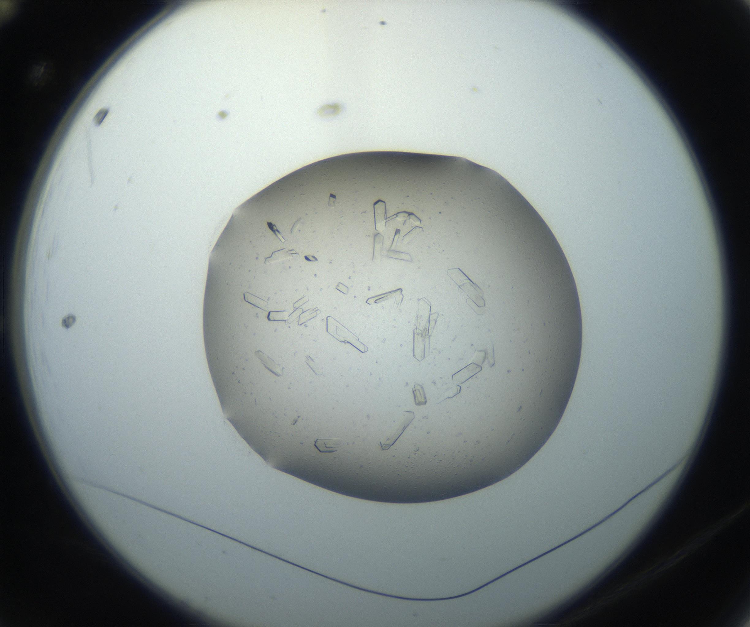 RI01_03_000_0212_Proj1_Clon1_MC_0000MC102750_002_160924_12_01_02_00_99_002_001_RAI.jpg