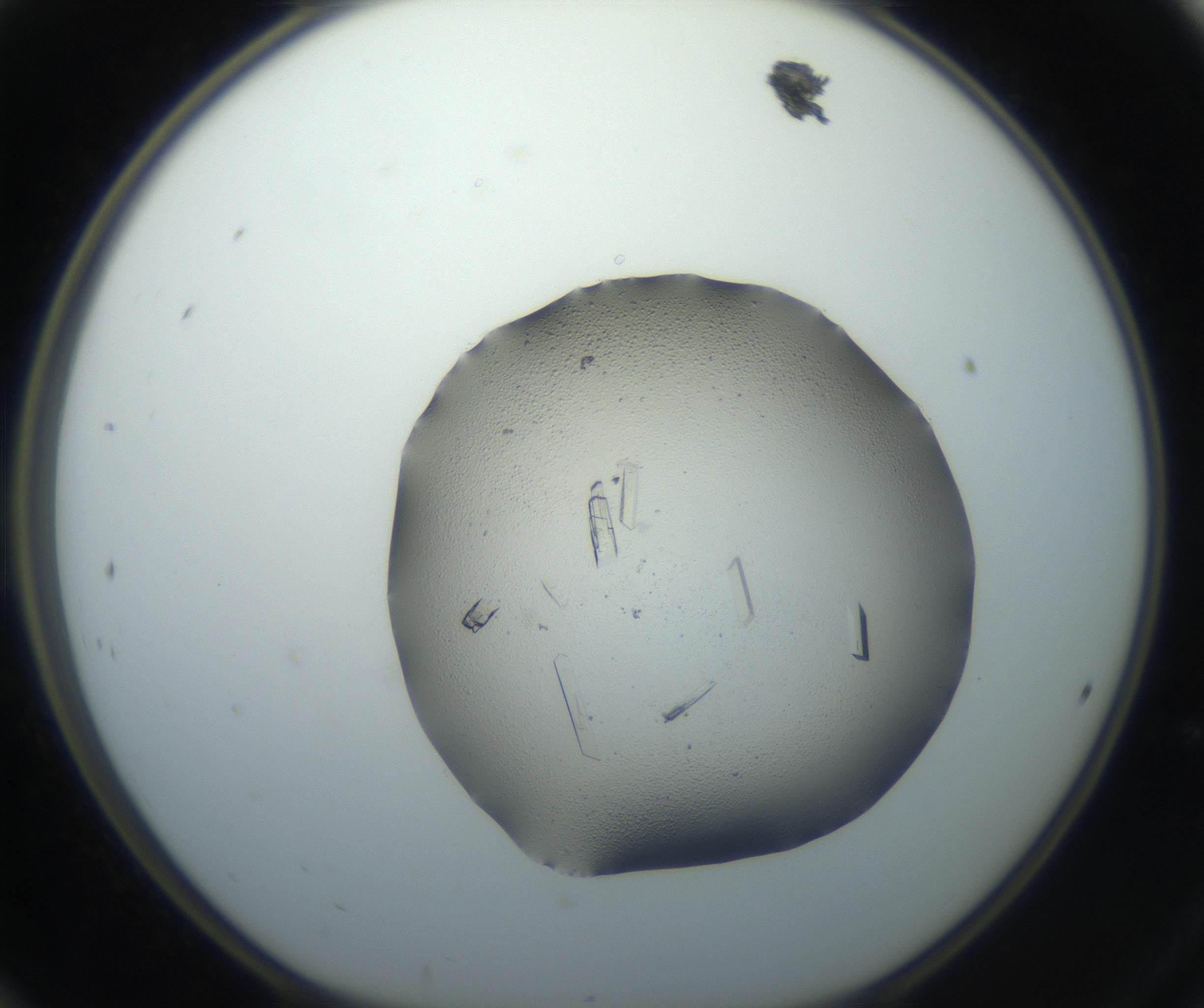 RI01_03_000_0212_Proj1_Clon1_MC_0000MC102750_002_160924_12_02_01_00_99_002_001_RAI.jpg