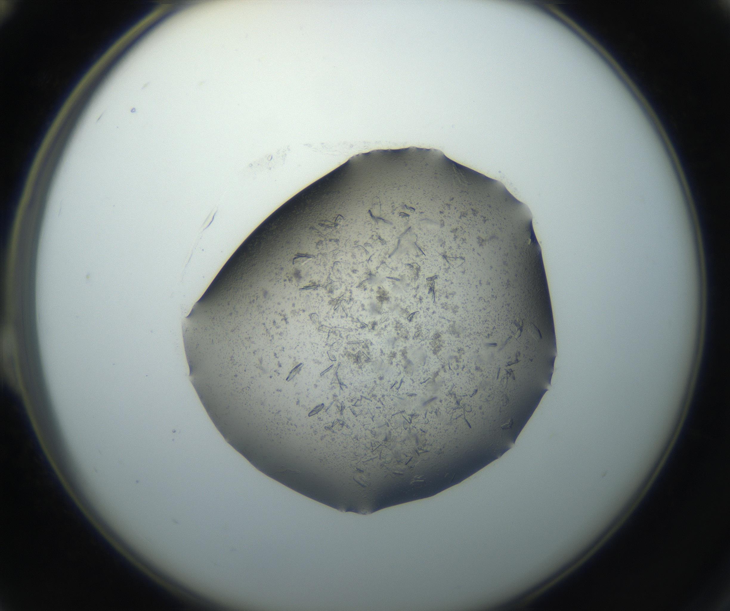 RI01_03_000_0212_Proj1_Clon1_MC_0000MC102750_002_160924_12_02_02_00_99_002_001_RAI.jpg
