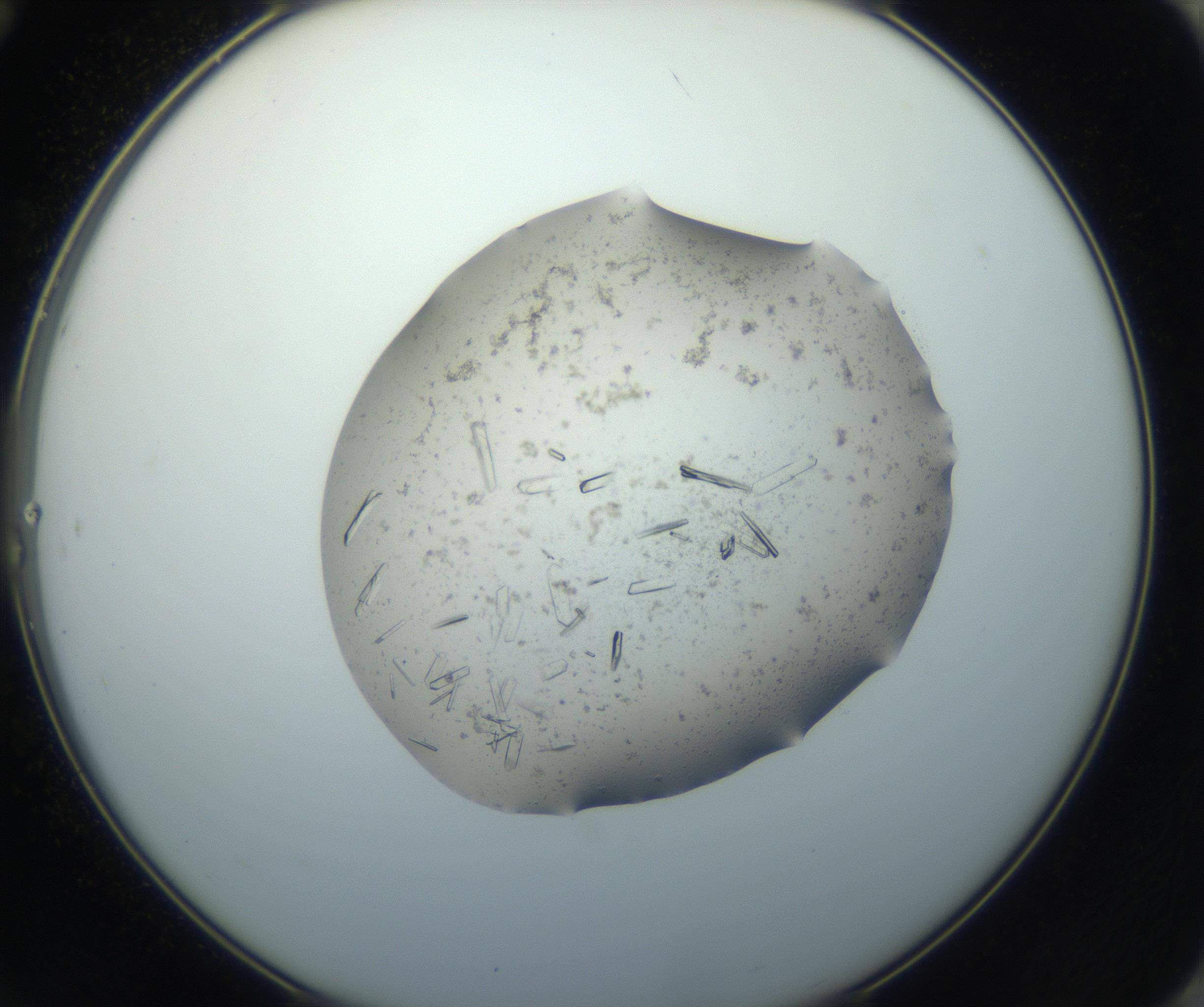 RI01_03_000_0212_Proj1_Clon1_MC_0000MC102750_002_160924_12_07_02_00_99_002_001_RAI.jpg