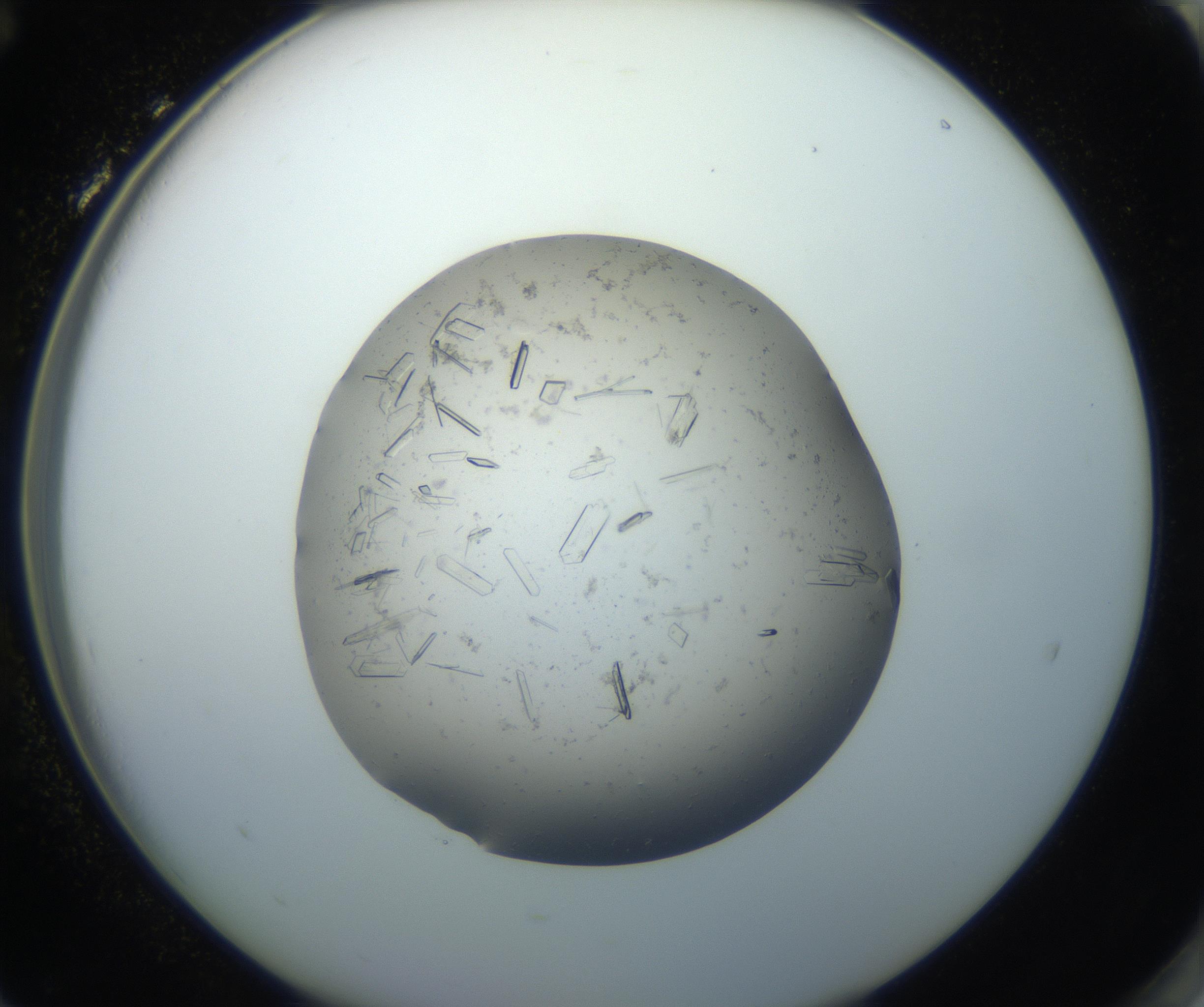RI01_03_000_0212_Proj1_Clon1_MC_0000MC102750_002_160924_12_08_02_00_99_002_001_RAI.jpg
