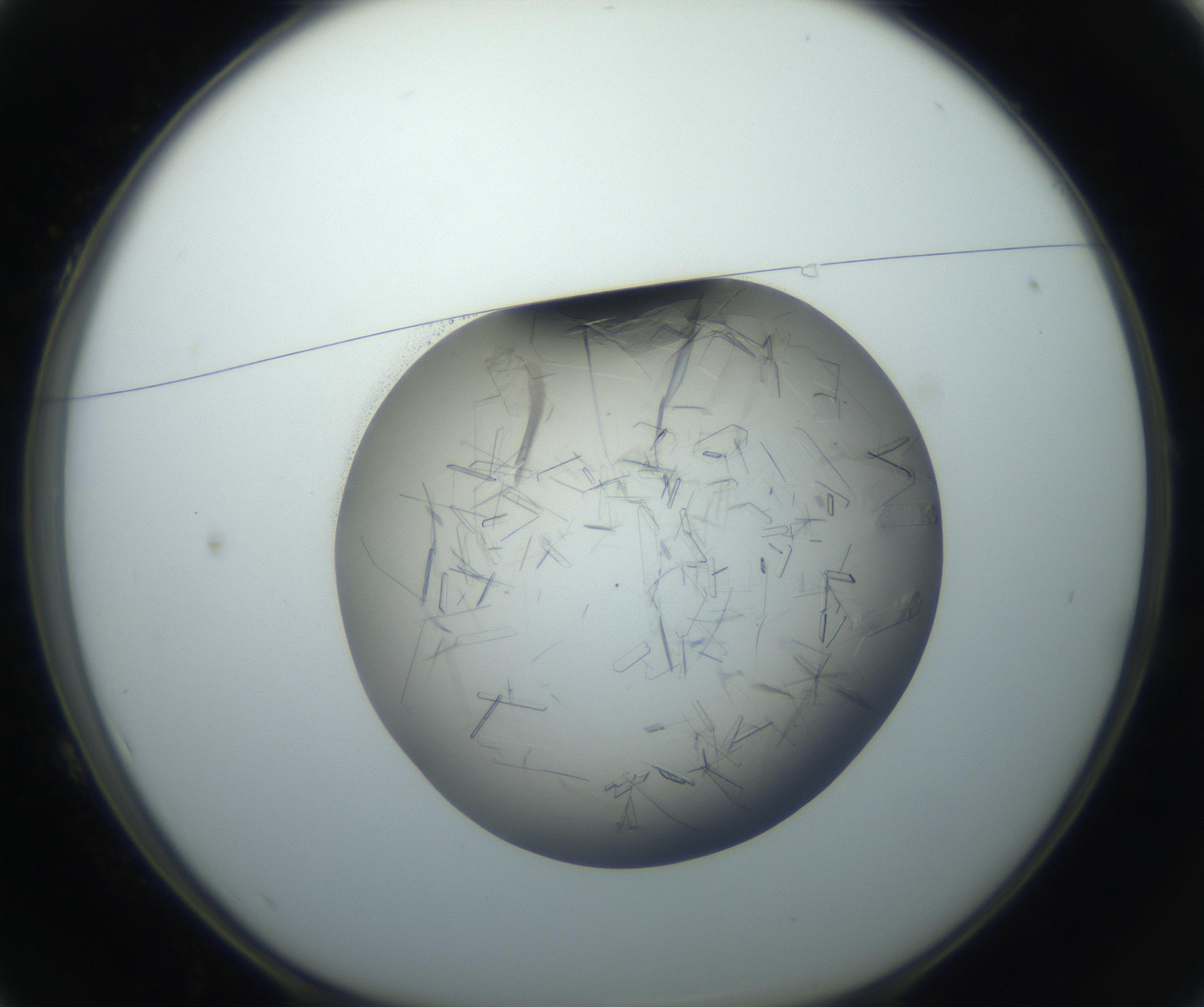 RI01_03_000_0212_Proj1_Clon1_MC_0000MC102759_002_160924_01_01_01_00_99_002_001_RAI.jpg