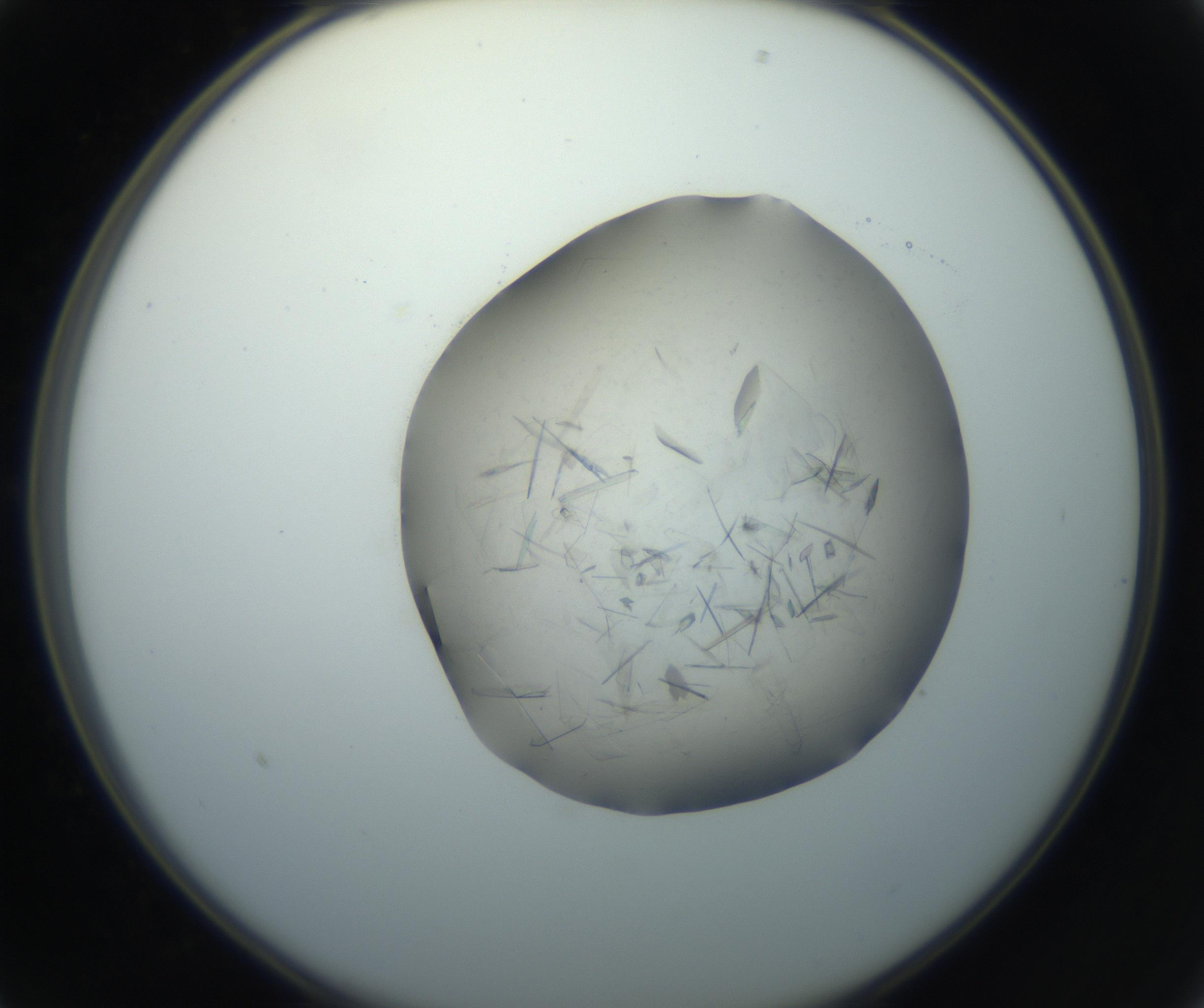 RI01_03_000_0212_Proj1_Clon1_MC_0000MC102759_002_160924_01_02_02_00_99_002_001_RAI.jpg