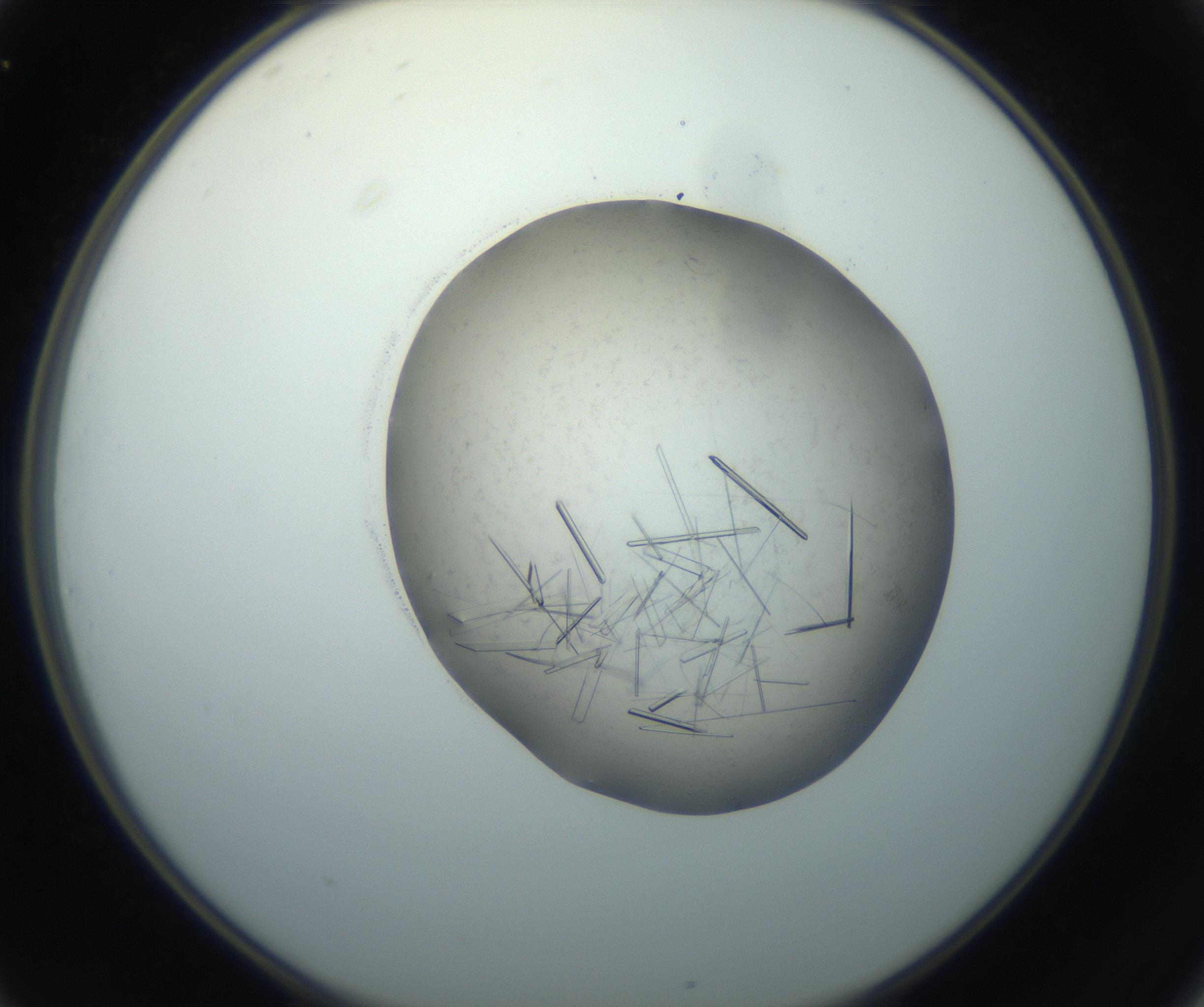 RI01_03_000_0212_Proj1_Clon1_MC_0000MC102759_002_160924_01_03_02_00_99_002_001_RAI.jpg