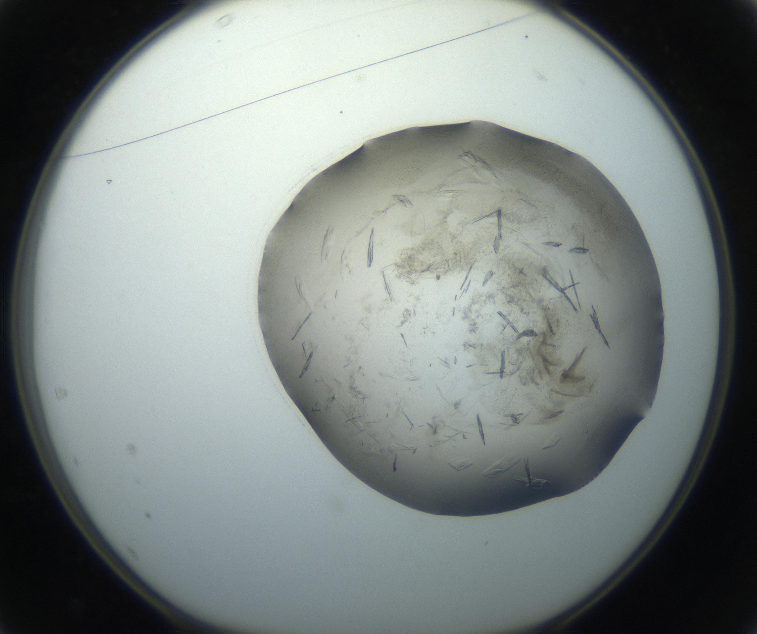 RI01_03_000_0212_Proj1_Clon1_MC_0000MC102759_002_160924_01_04_01_00_99_002_001_RAI.jpg