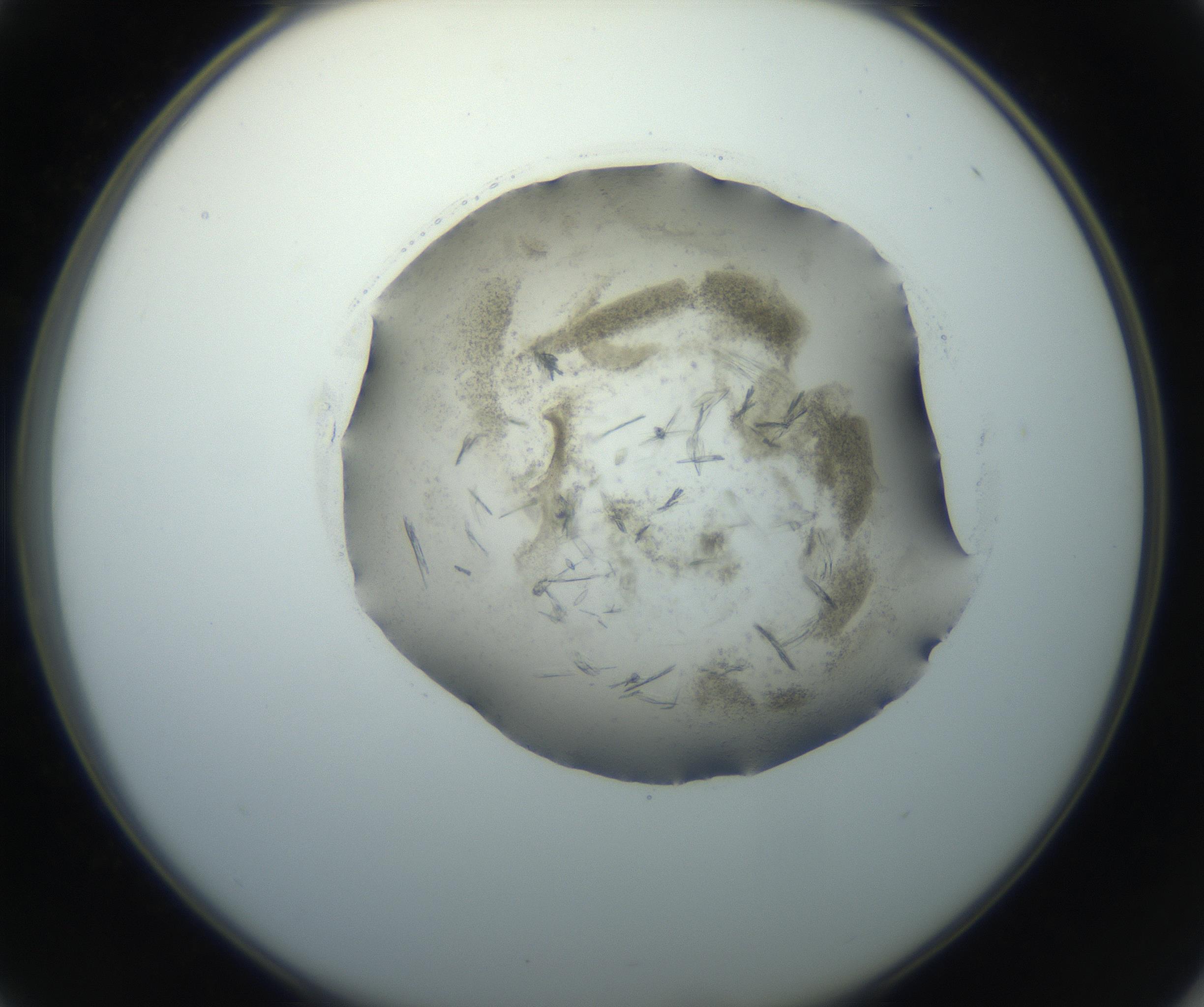 RI01_03_000_0212_Proj1_Clon1_MC_0000MC102759_002_160924_01_04_02_00_99_002_001_RAI.jpg
