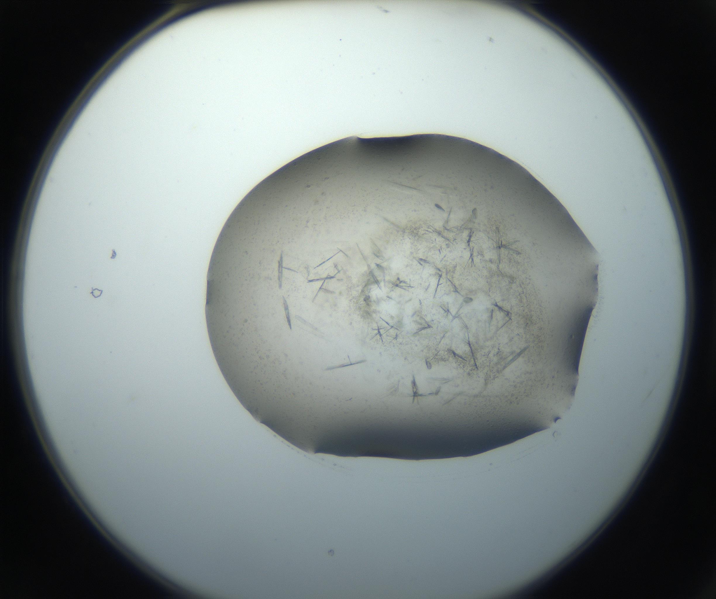 RI01_03_000_0212_Proj1_Clon1_MC_0000MC102759_002_160924_02_01_02_00_99_002_001_RAI.jpg