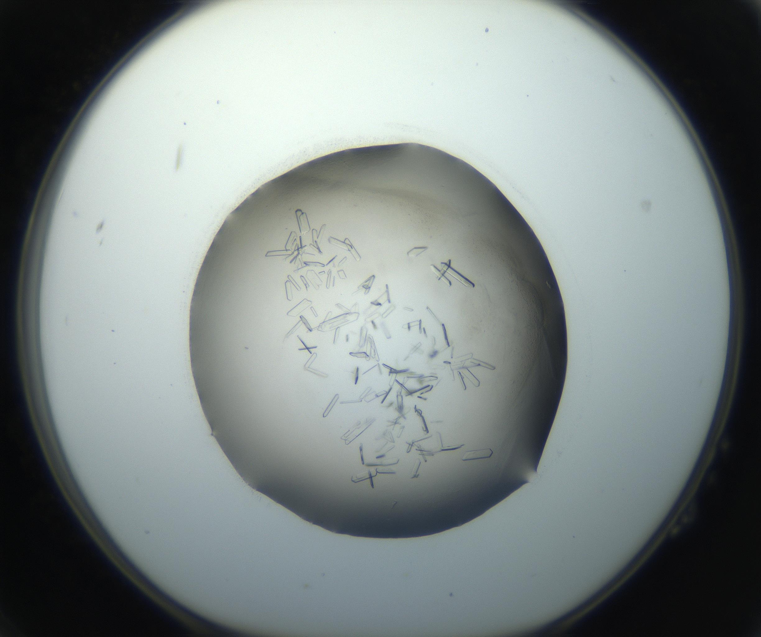 RI01_03_000_0212_Proj1_Clon1_MC_0000MC102759_002_160924_02_02_01_00_99_002_001_RAI.jpg
