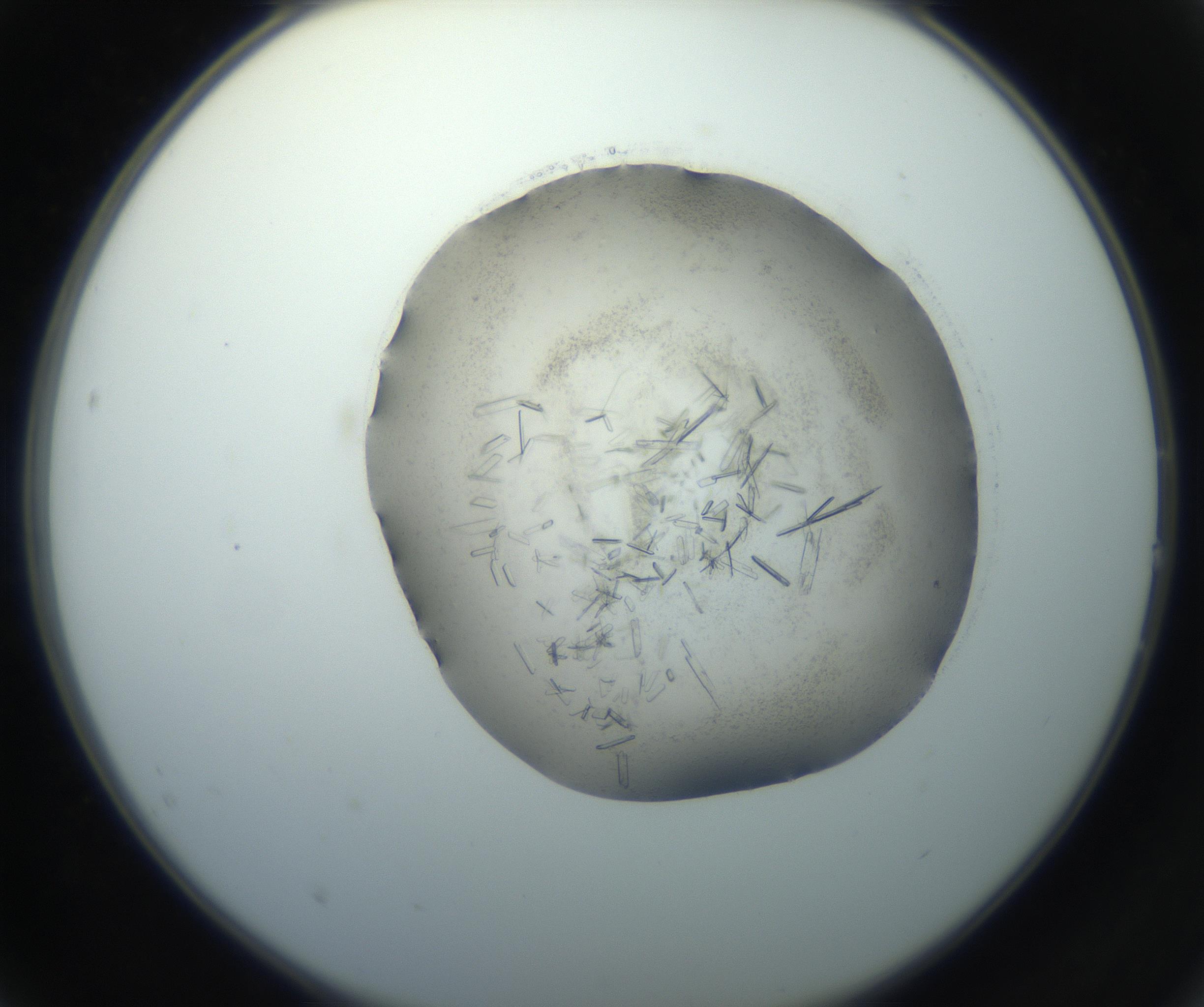 RI01_03_000_0212_Proj1_Clon1_MC_0000MC102759_002_160924_02_02_02_00_99_002_001_RAI.jpg