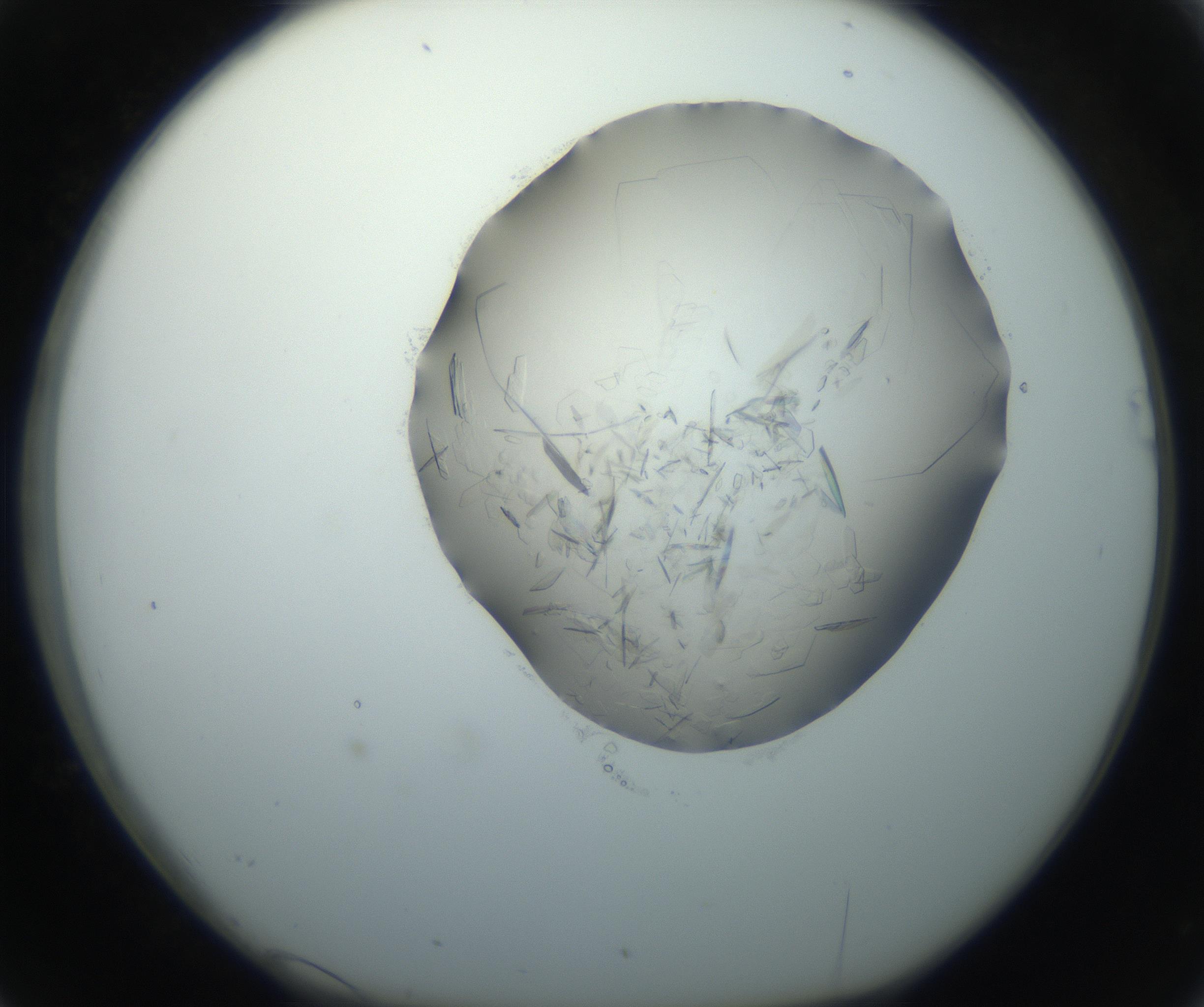 RI01_03_000_0212_Proj1_Clon1_MC_0000MC102759_002_160924_02_03_01_00_99_002_001_RAI.jpg