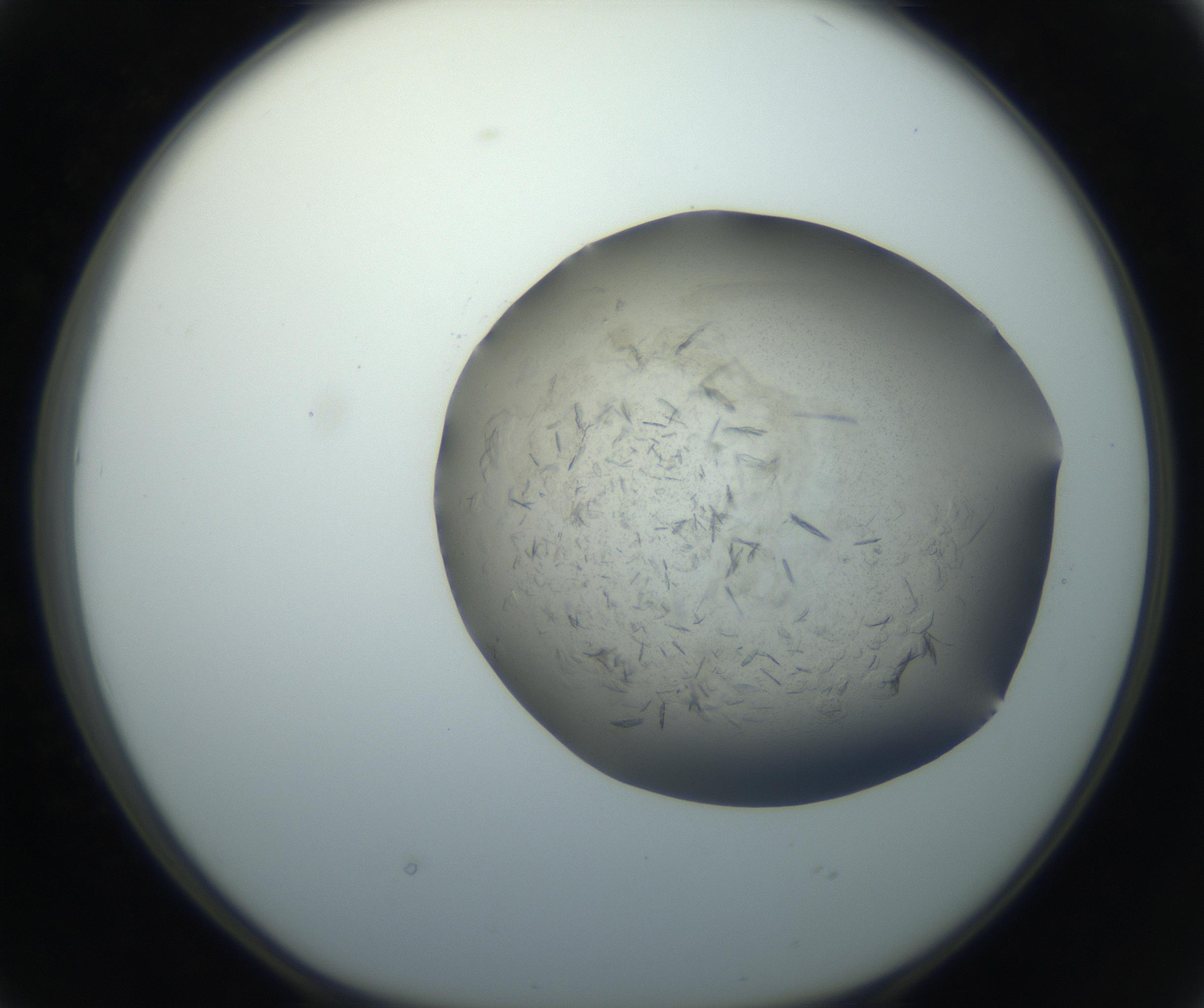 RI01_03_000_0212_Proj1_Clon1_MC_0000MC102759_002_160924_02_04_01_00_99_002_001_RAI.jpg