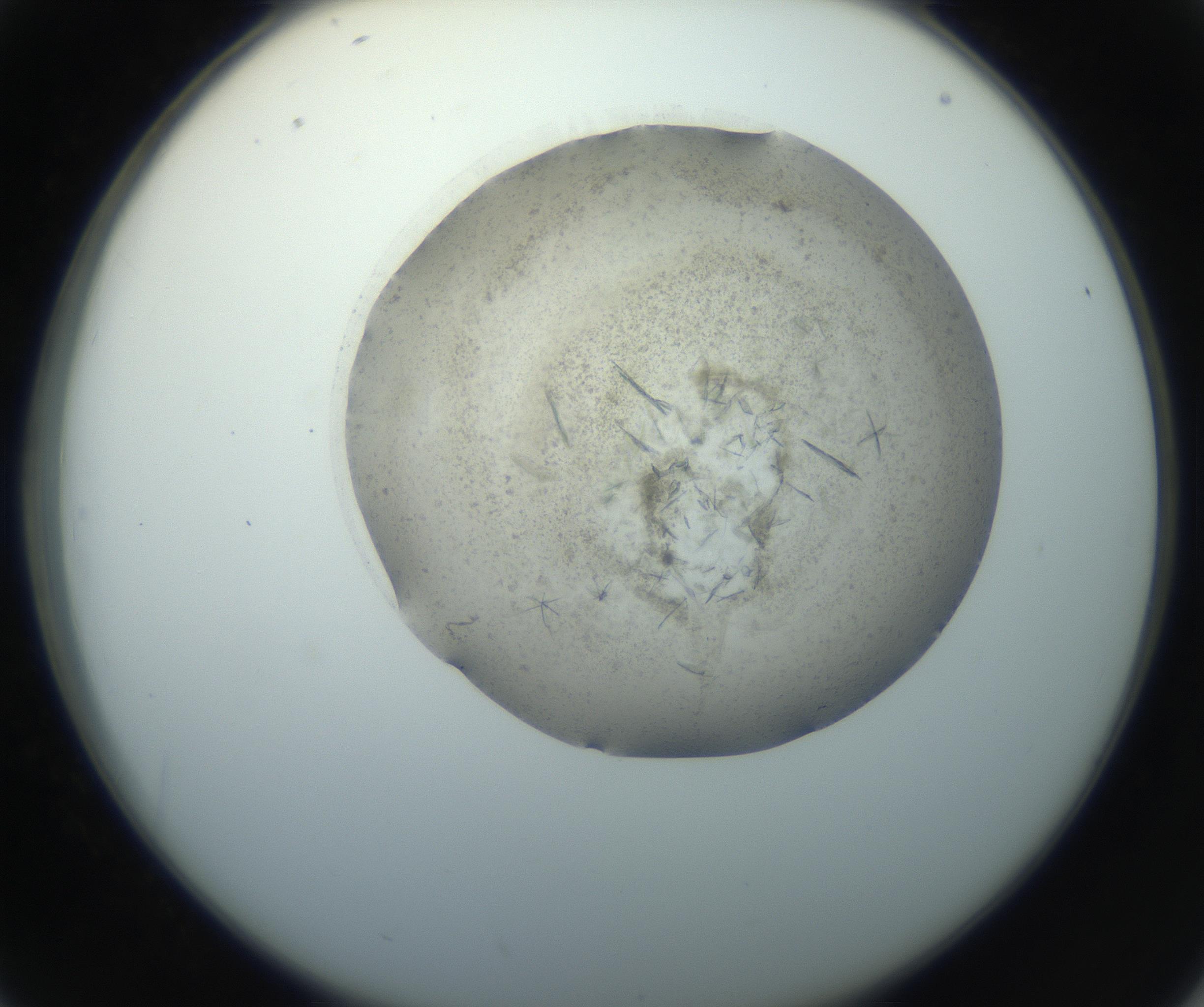 RI01_03_000_0212_Proj1_Clon1_MC_0000MC102759_002_160924_02_04_02_00_99_002_001_RAI.jpg