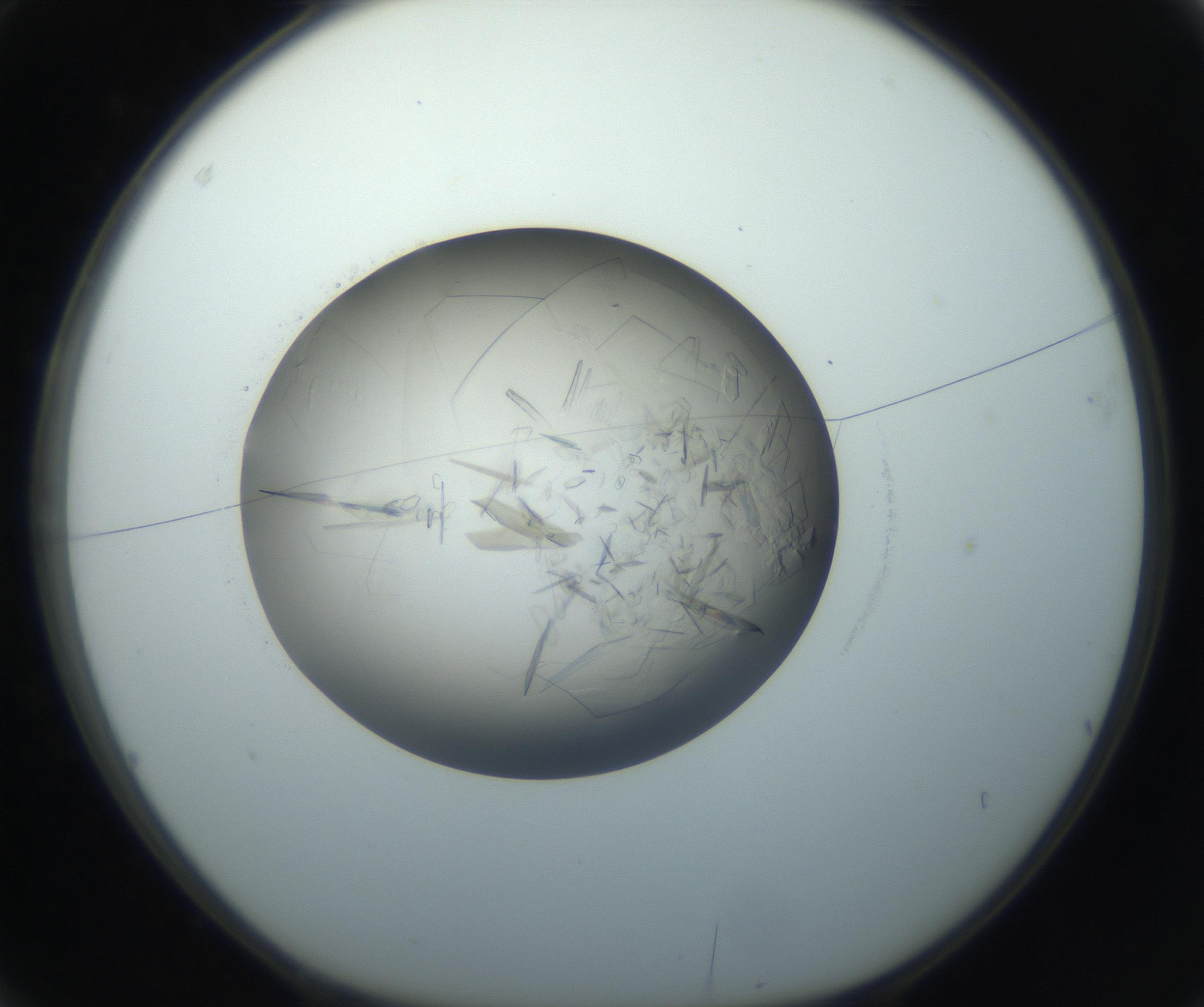 RI01_03_000_0212_Proj1_Clon1_MC_0000MC102759_002_160924_03_01_01_00_99_002_001_RAI.jpg