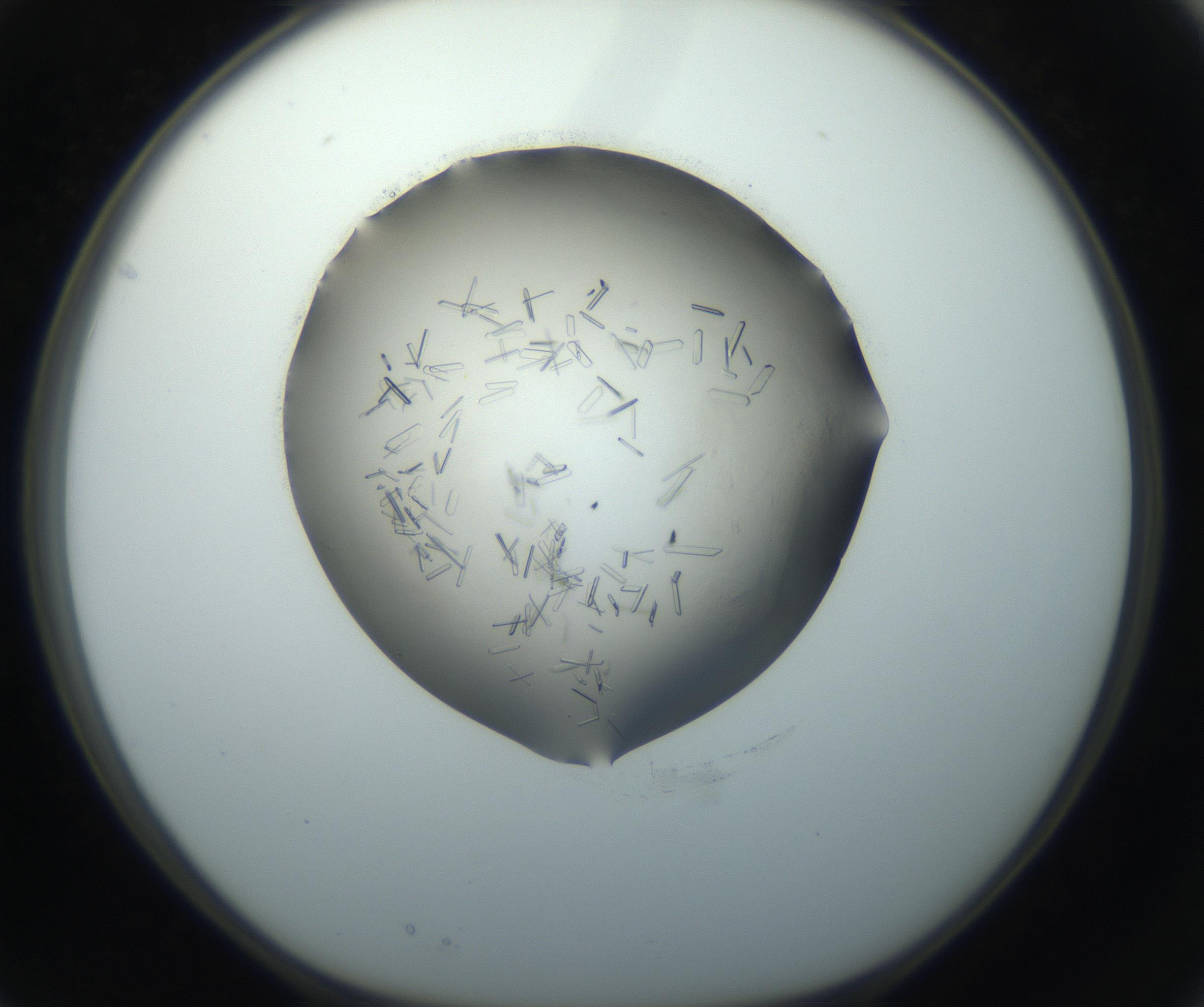 RI01_03_000_0212_Proj1_Clon1_MC_0000MC102759_002_160924_03_02_01_00_99_002_001_RAI.jpg