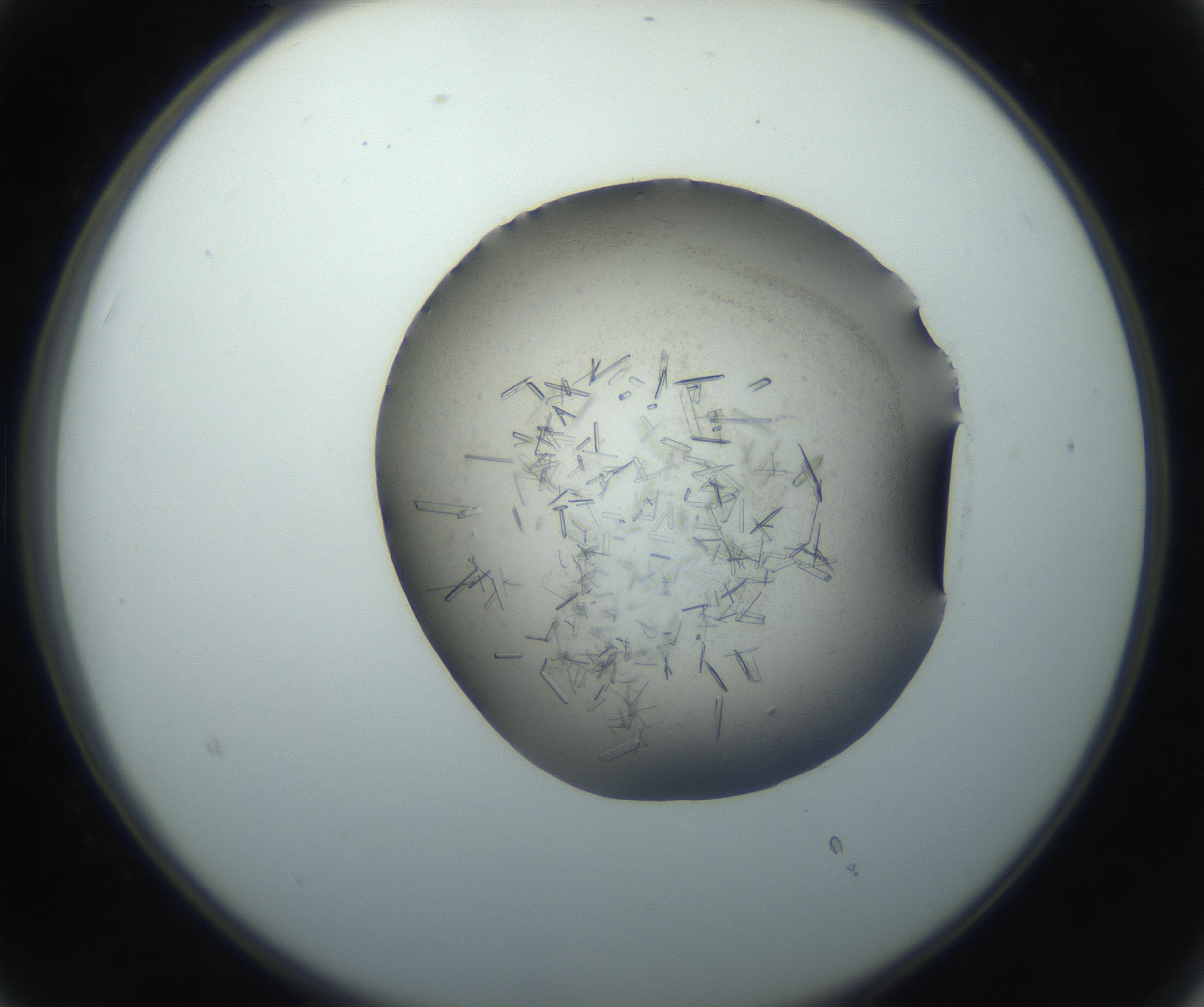 RI01_03_000_0212_Proj1_Clon1_MC_0000MC102759_002_160924_03_02_02_00_99_002_001_RAI.jpg