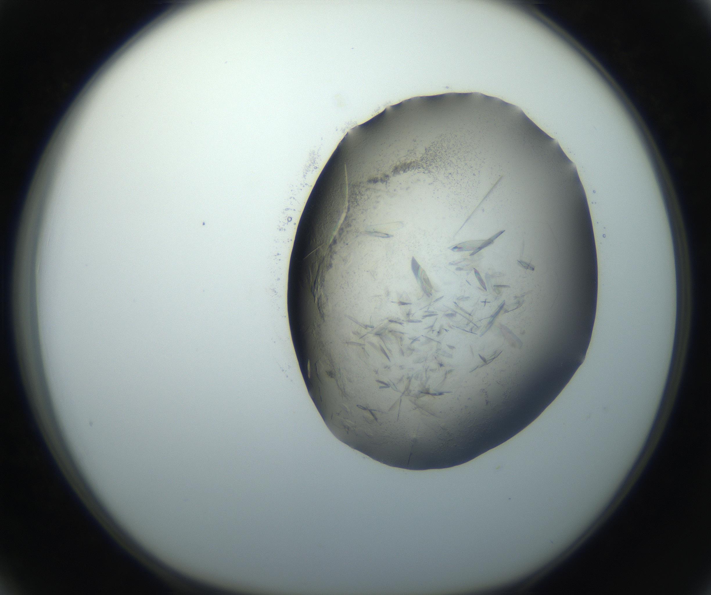 RI01_03_000_0212_Proj1_Clon1_MC_0000MC102759_002_160924_03_03_01_00_99_002_001_RAI.jpg