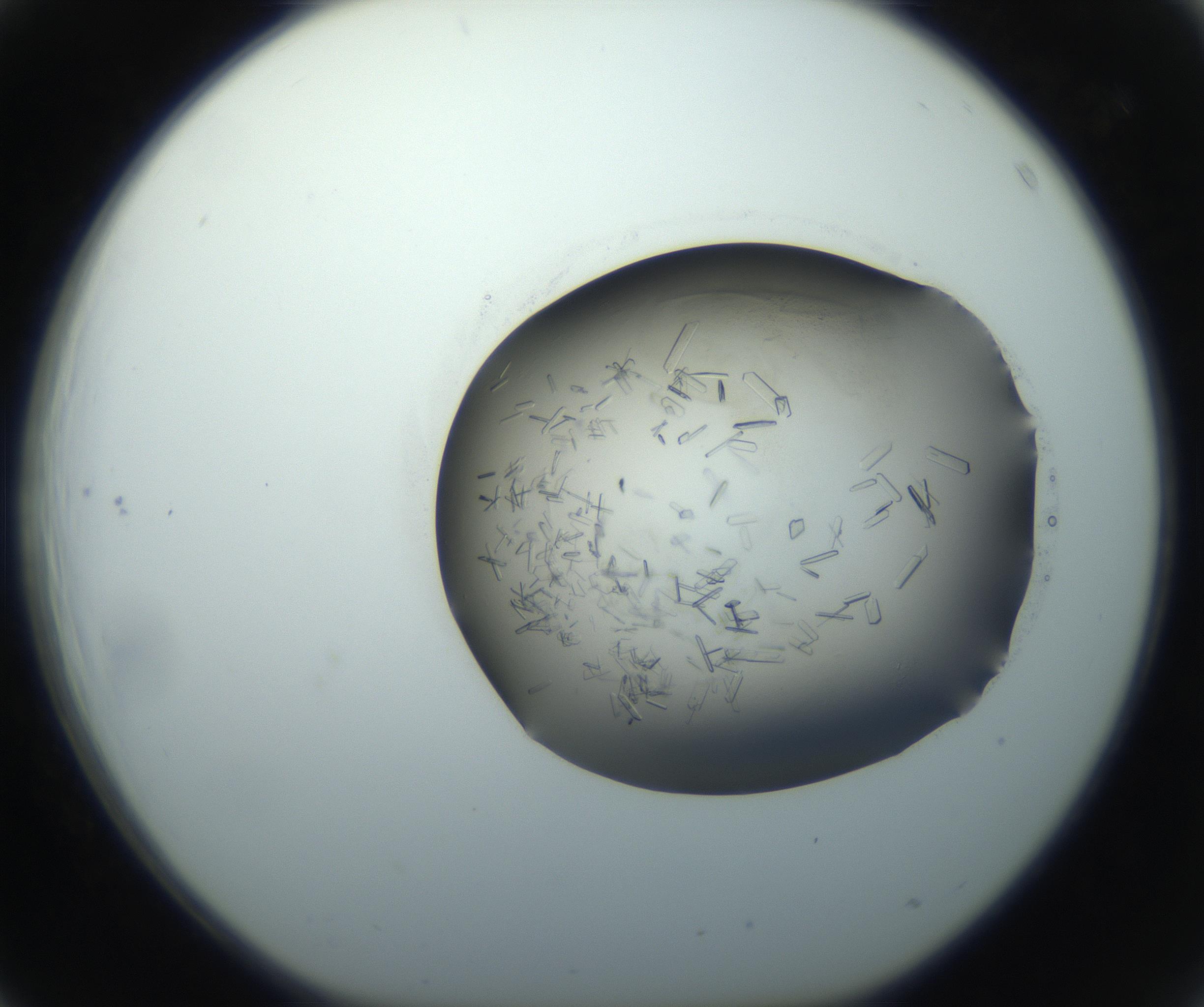RI01_03_000_0212_Proj1_Clon1_MC_0000MC102759_002_160924_03_04_01_00_99_002_001_RAI.jpg