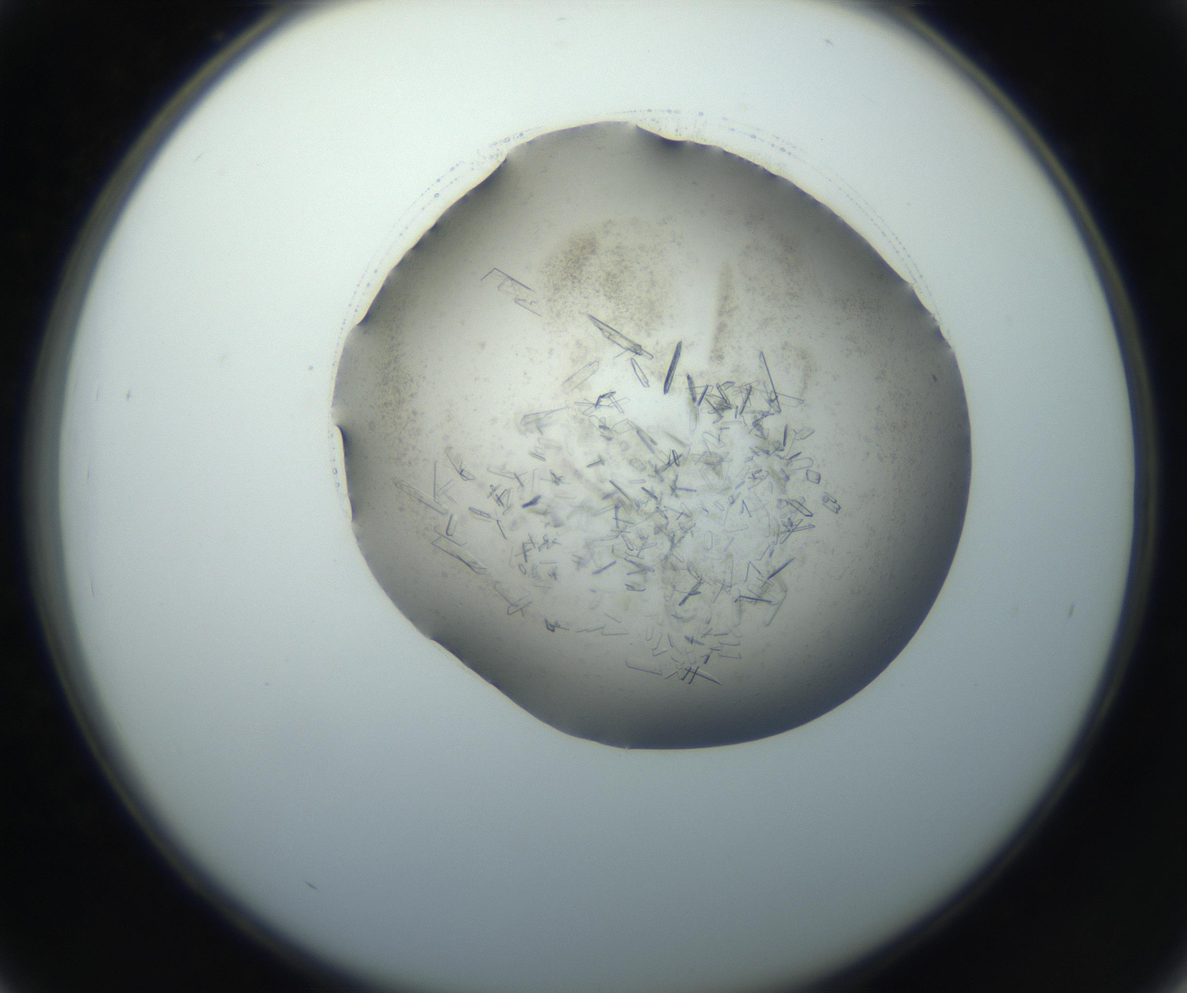 RI01_03_000_0212_Proj1_Clon1_MC_0000MC102759_002_160924_03_04_02_00_99_002_001_RAI.jpg