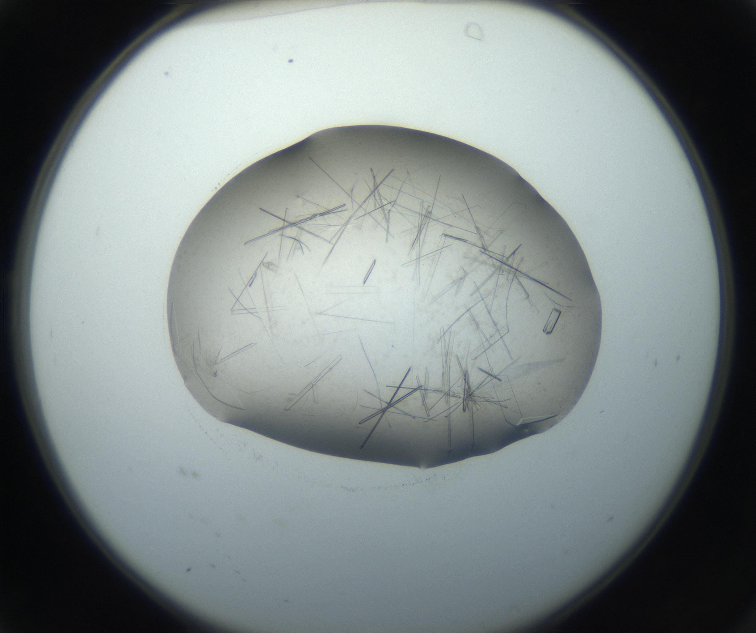 RI01_03_000_0212_Proj1_Clon1_MC_0000MC102759_002_160924_04_01_02_00_99_002_001_RAI.jpg