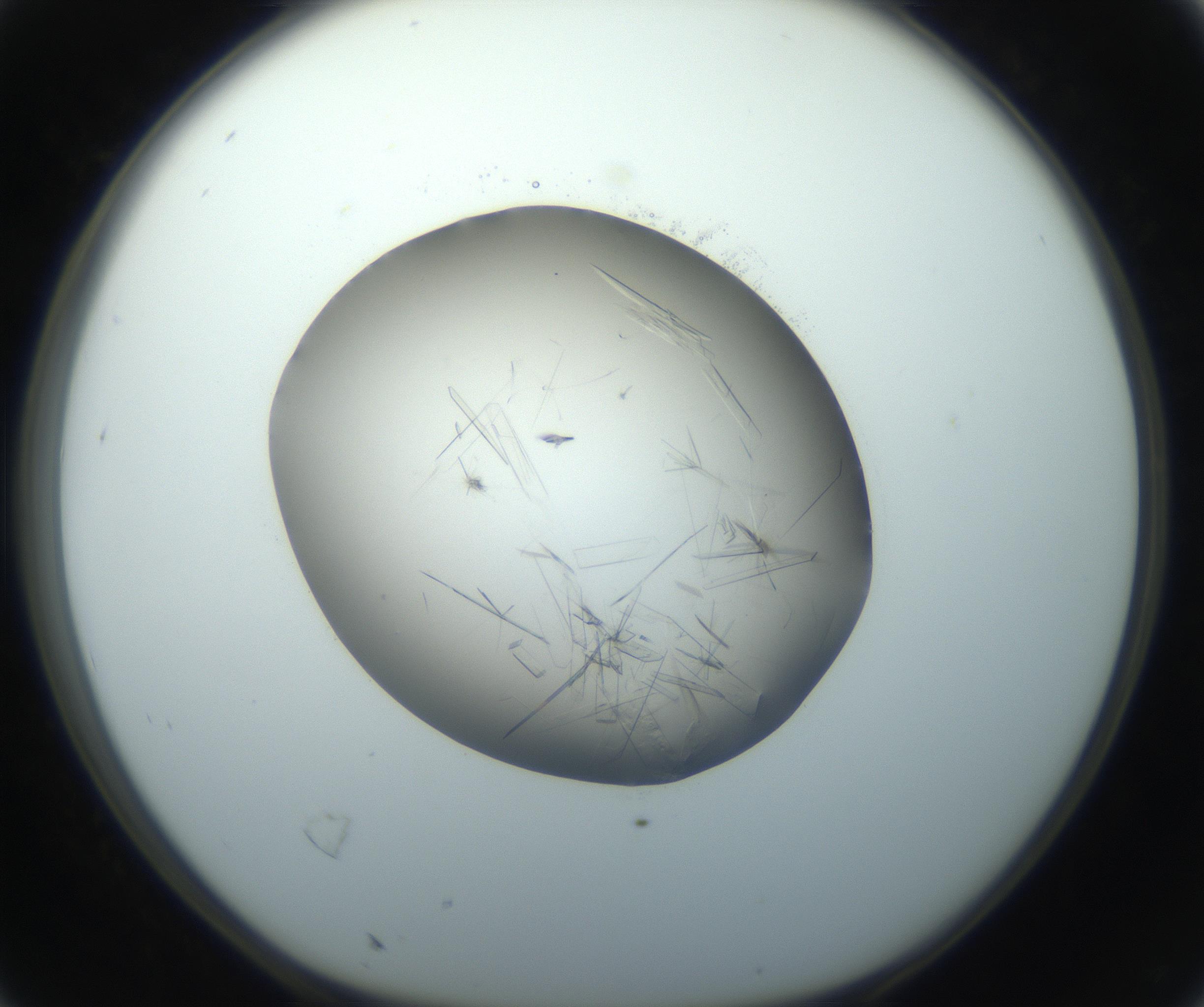 RI01_03_000_0212_Proj1_Clon1_MC_0000MC102759_002_160924_04_02_01_00_99_002_001_RAI.jpg