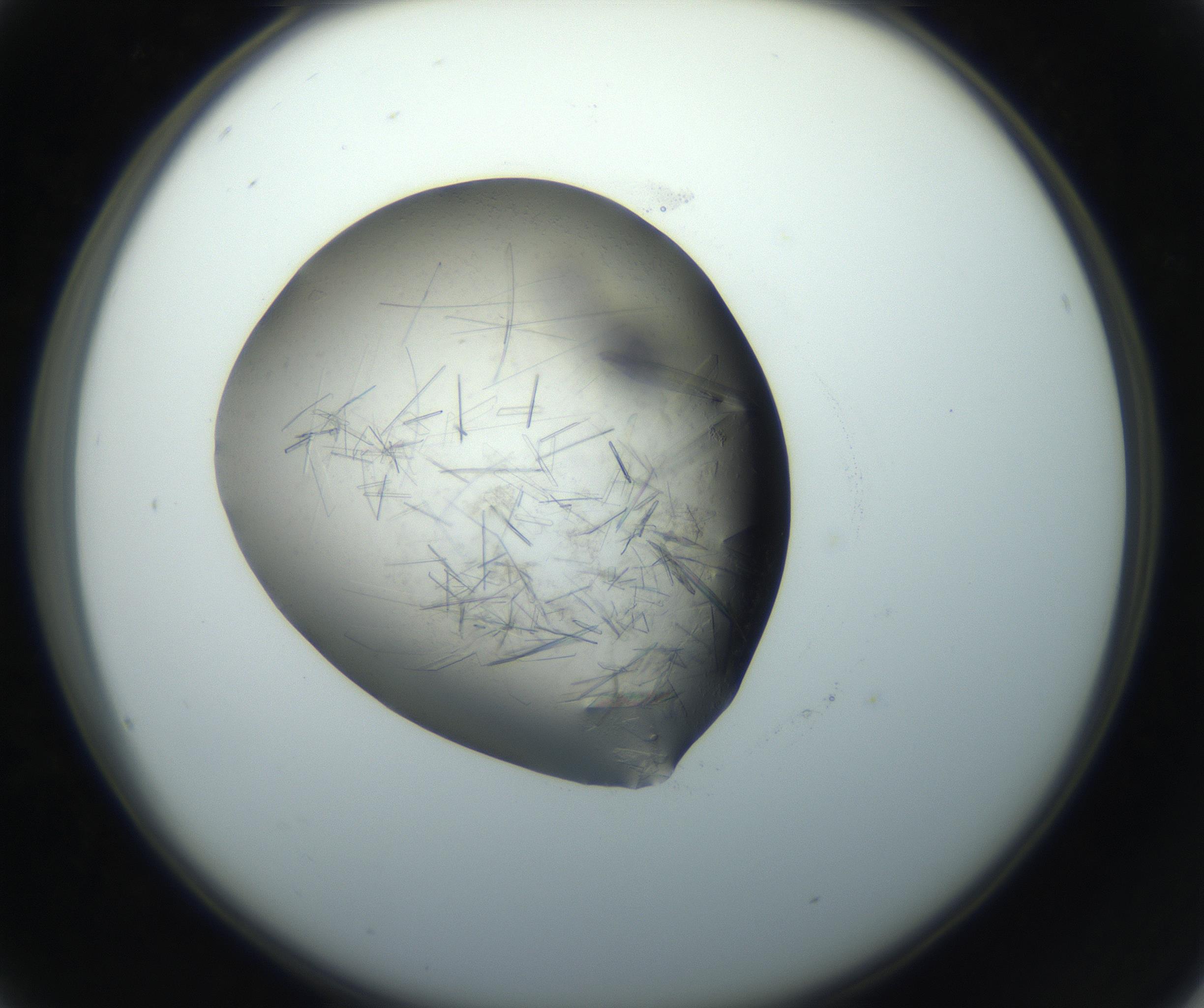 RI01_03_000_0212_Proj1_Clon1_MC_0000MC102759_002_160924_04_02_02_00_99_002_001_RAI.jpg