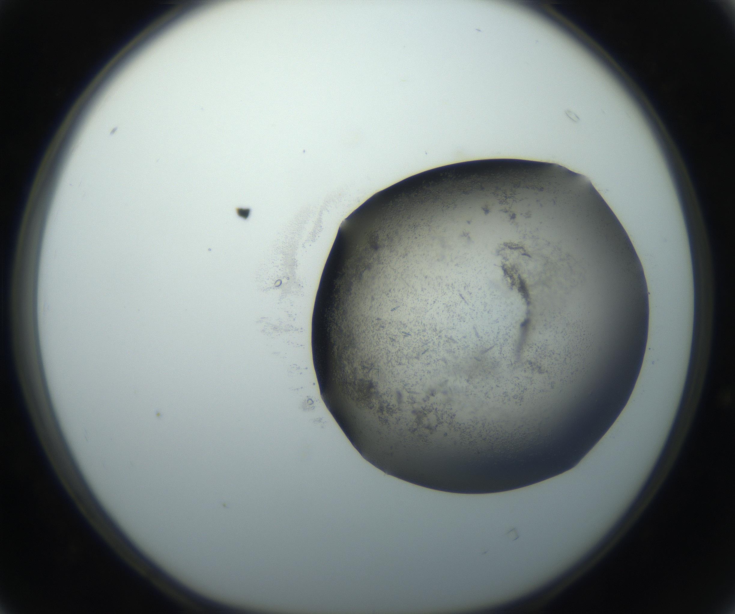RI01_03_000_0212_Proj1_Clon1_MC_0000MC102759_002_160924_04_04_01_00_99_002_001_RAI.jpg