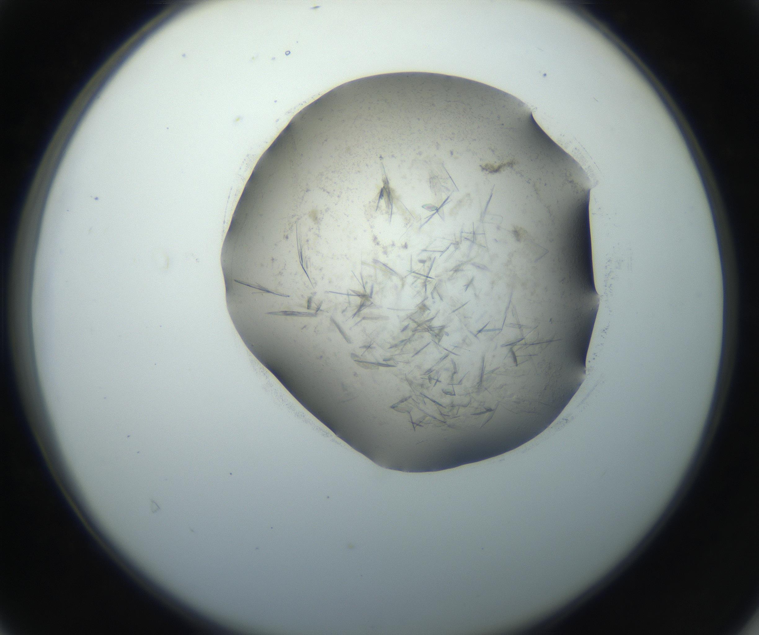 RI01_03_000_0212_Proj1_Clon1_MC_0000MC102759_002_160924_04_04_02_00_99_002_001_RAI.jpg