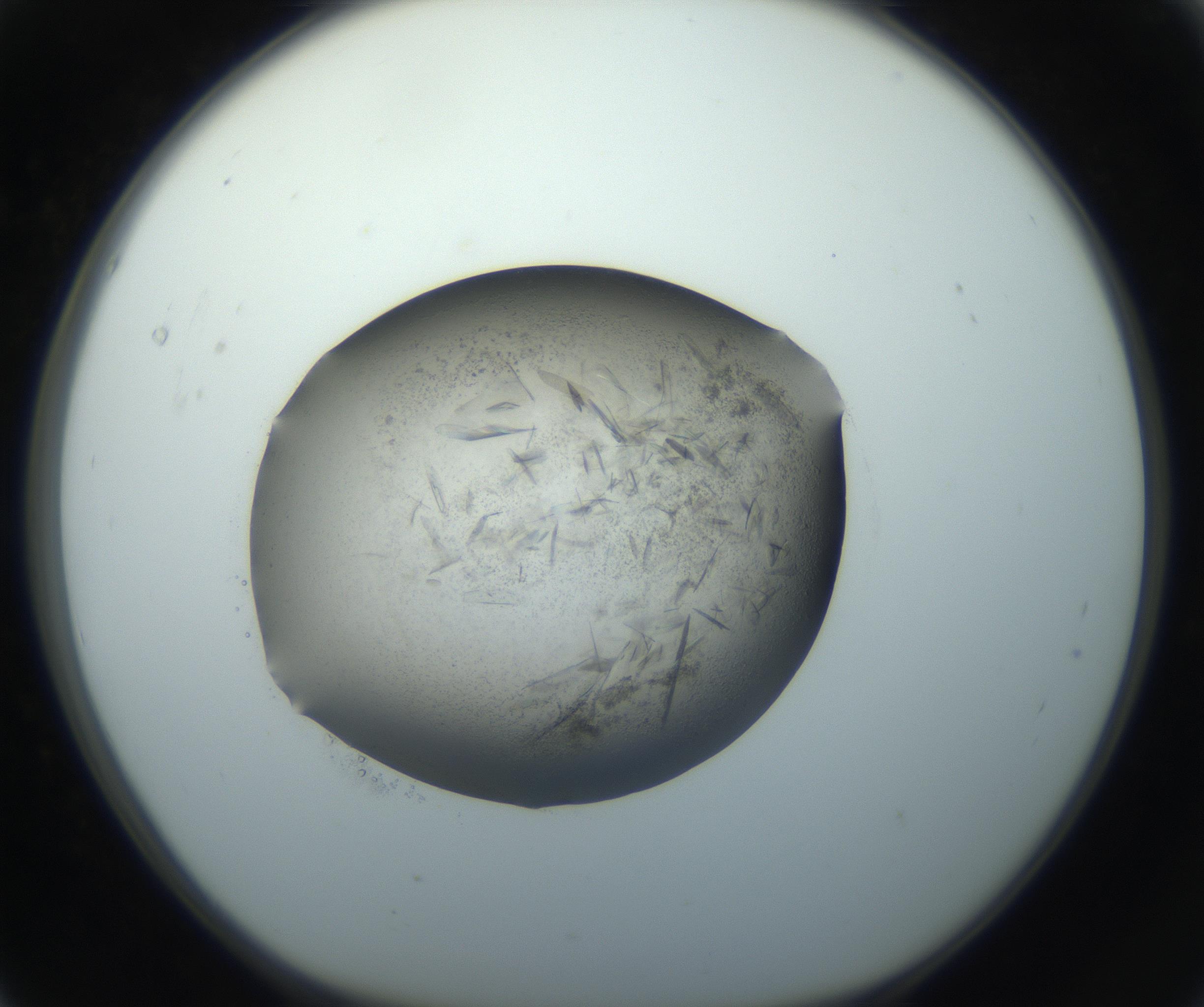 RI01_03_000_0212_Proj1_Clon1_MC_0000MC102759_002_160924_05_01_01_00_99_002_001_RAI.jpg