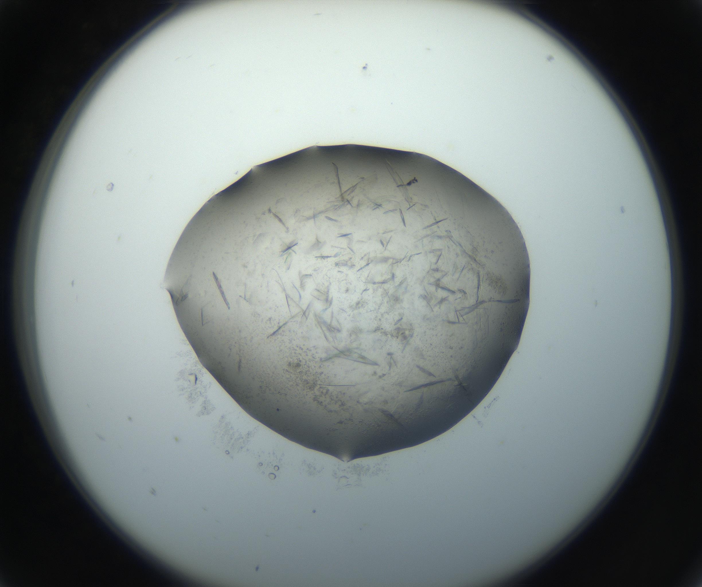 RI01_03_000_0212_Proj1_Clon1_MC_0000MC102759_002_160924_05_01_02_00_99_002_001_RAI.jpg
