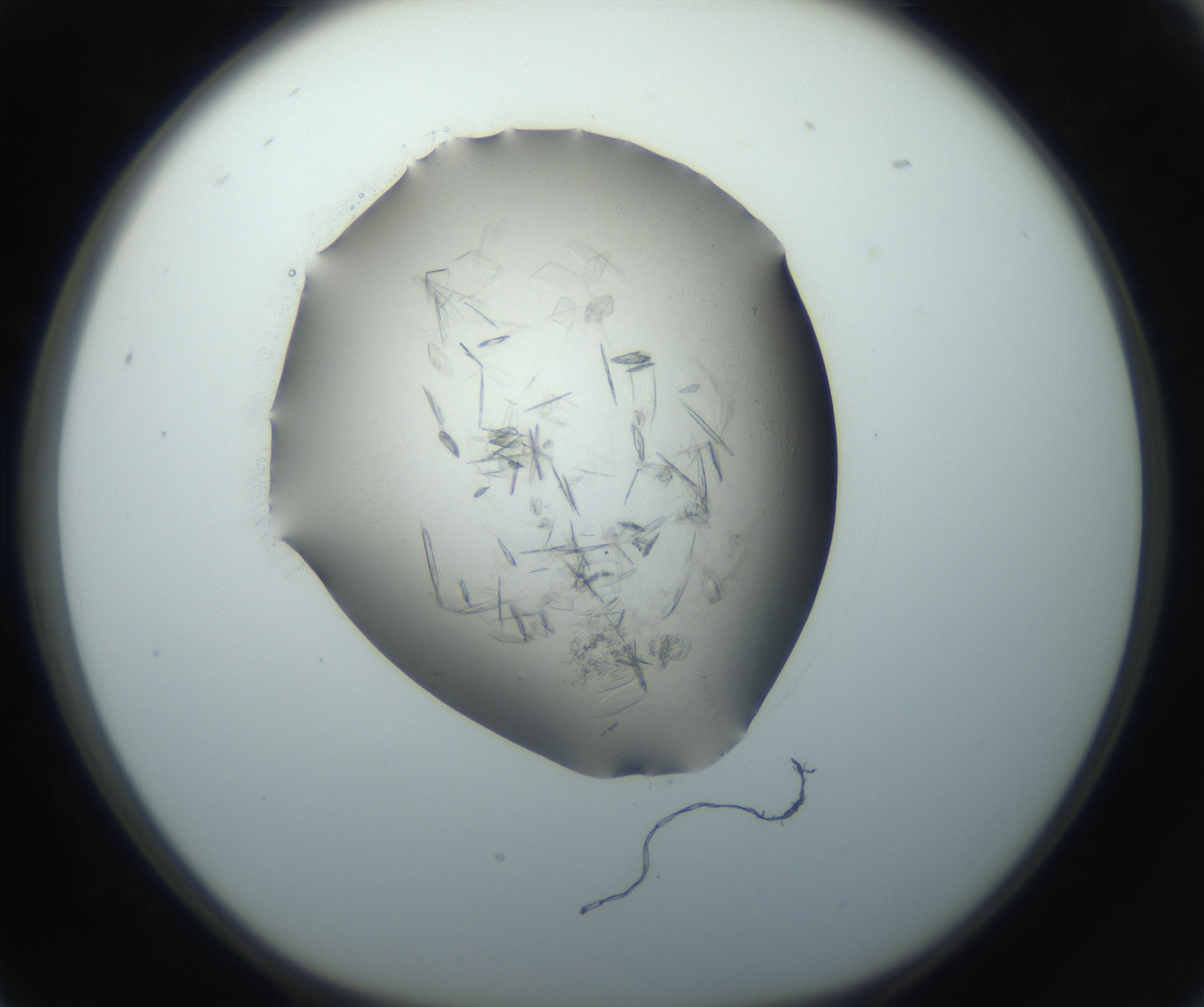 RI01_03_000_0212_Proj1_Clon1_MC_0000MC102759_002_160924_05_02_01_00_99_002_001_RAI.jpg