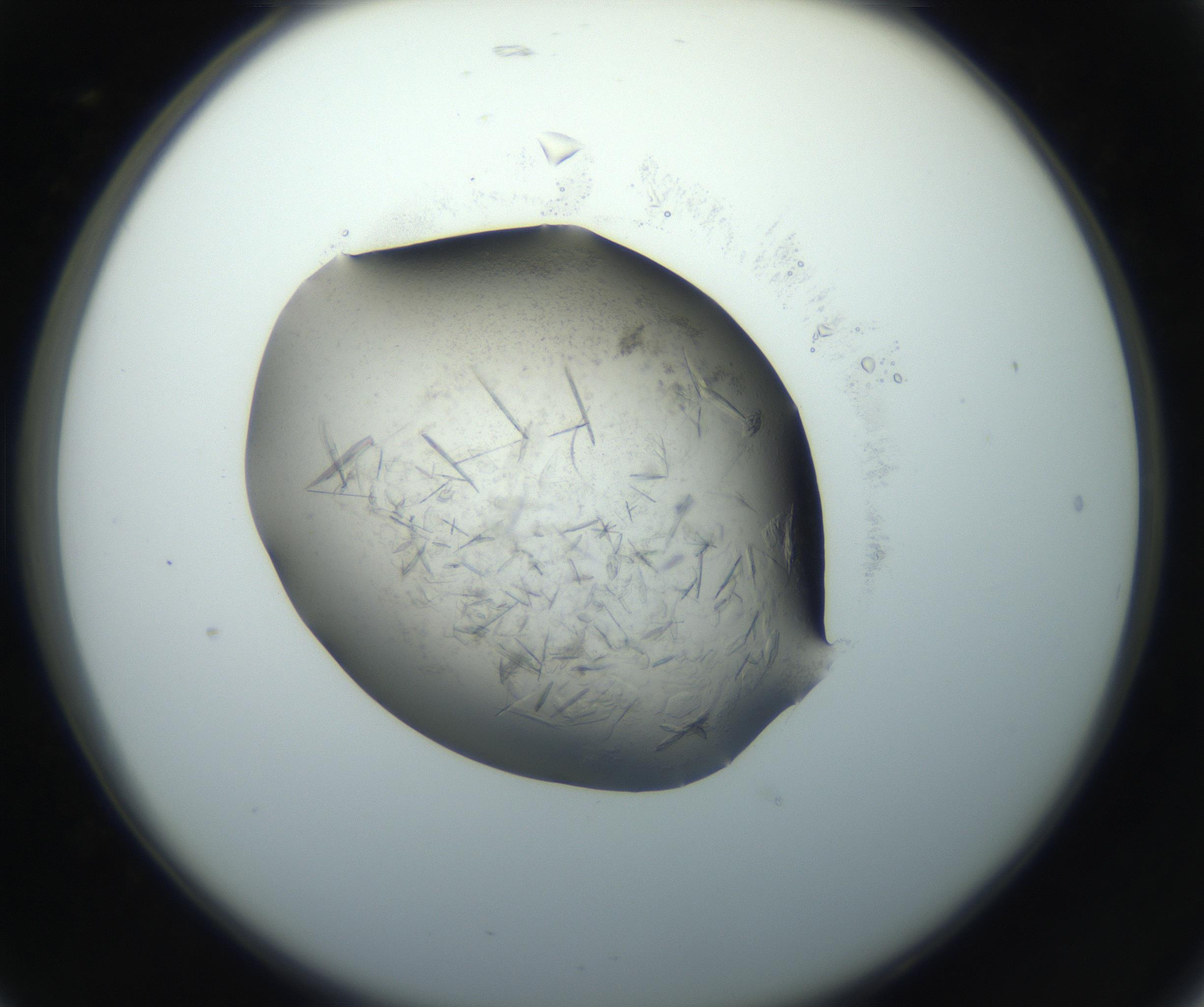 RI01_03_000_0212_Proj1_Clon1_MC_0000MC102759_002_160924_05_02_02_00_99_002_001_RAI.jpg