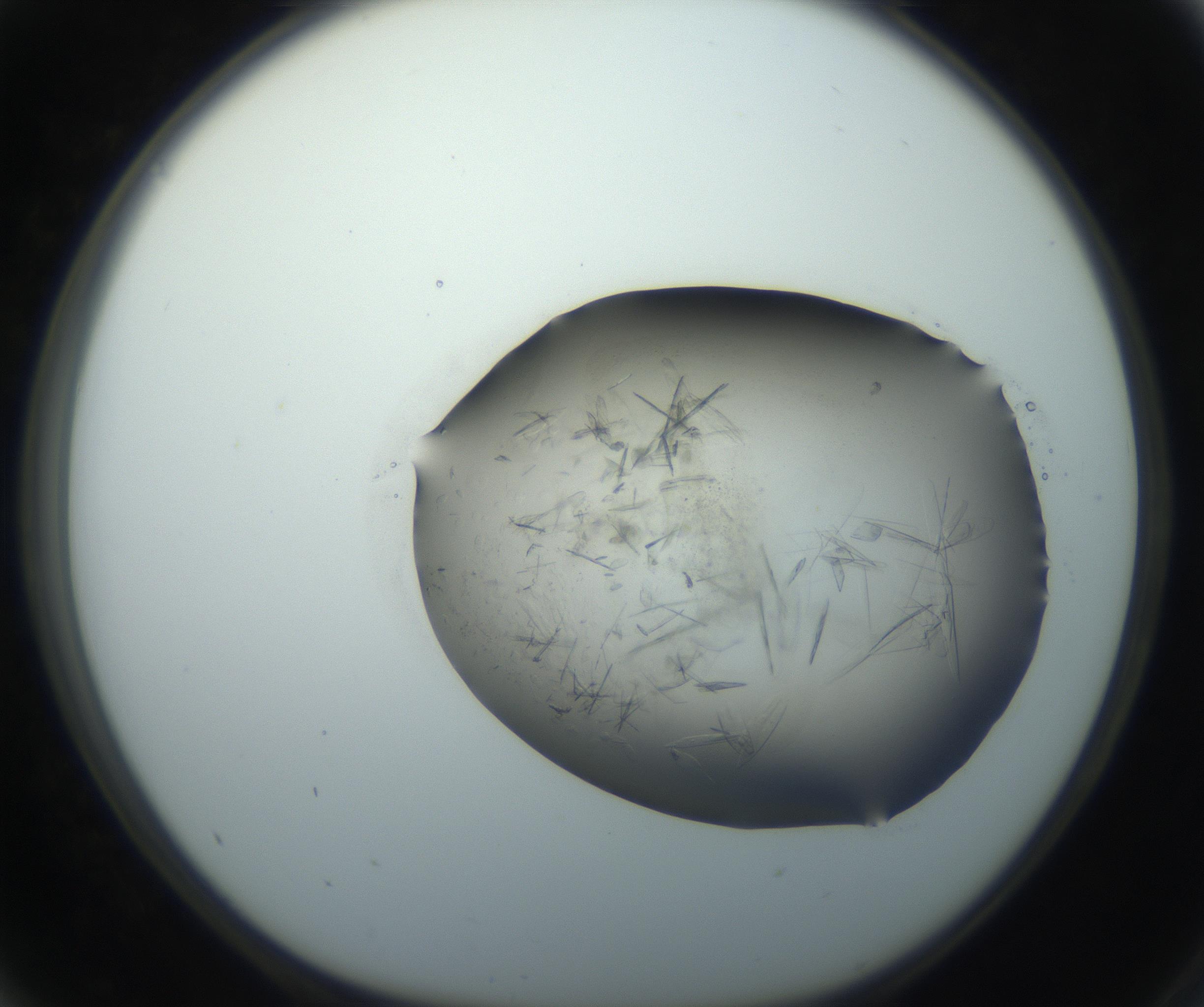 RI01_03_000_0212_Proj1_Clon1_MC_0000MC102759_002_160924_05_04_01_00_99_002_001_RAI.jpg