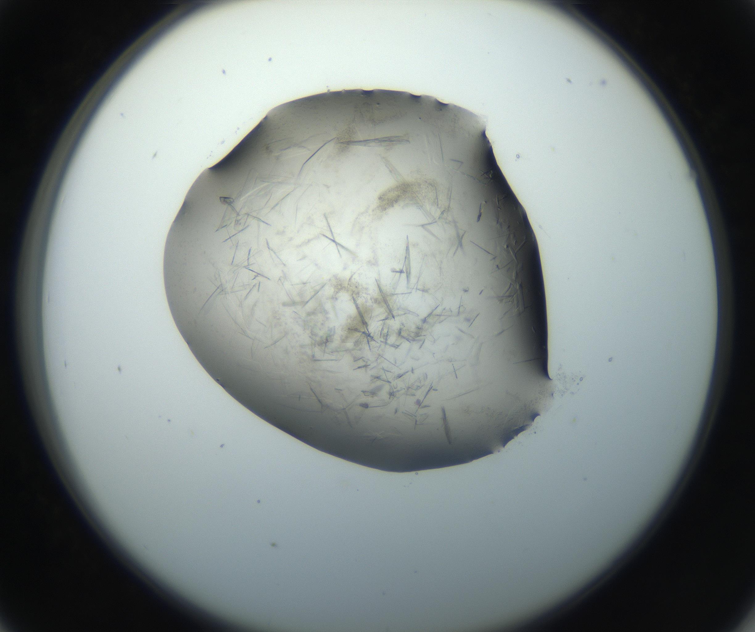 RI01_03_000_0212_Proj1_Clon1_MC_0000MC102759_002_160924_05_04_02_00_99_002_001_RAI.jpg
