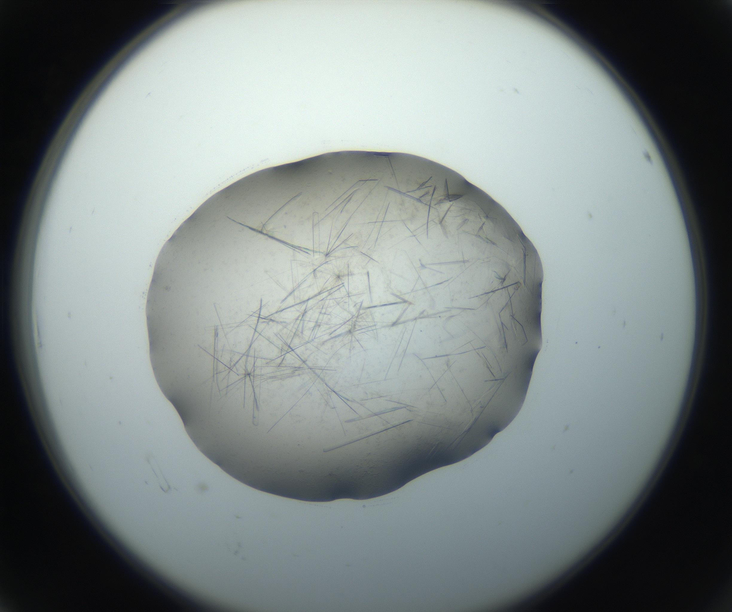 RI01_03_000_0212_Proj1_Clon1_MC_0000MC102759_002_160924_06_01_02_00_99_002_001_RAI.jpg